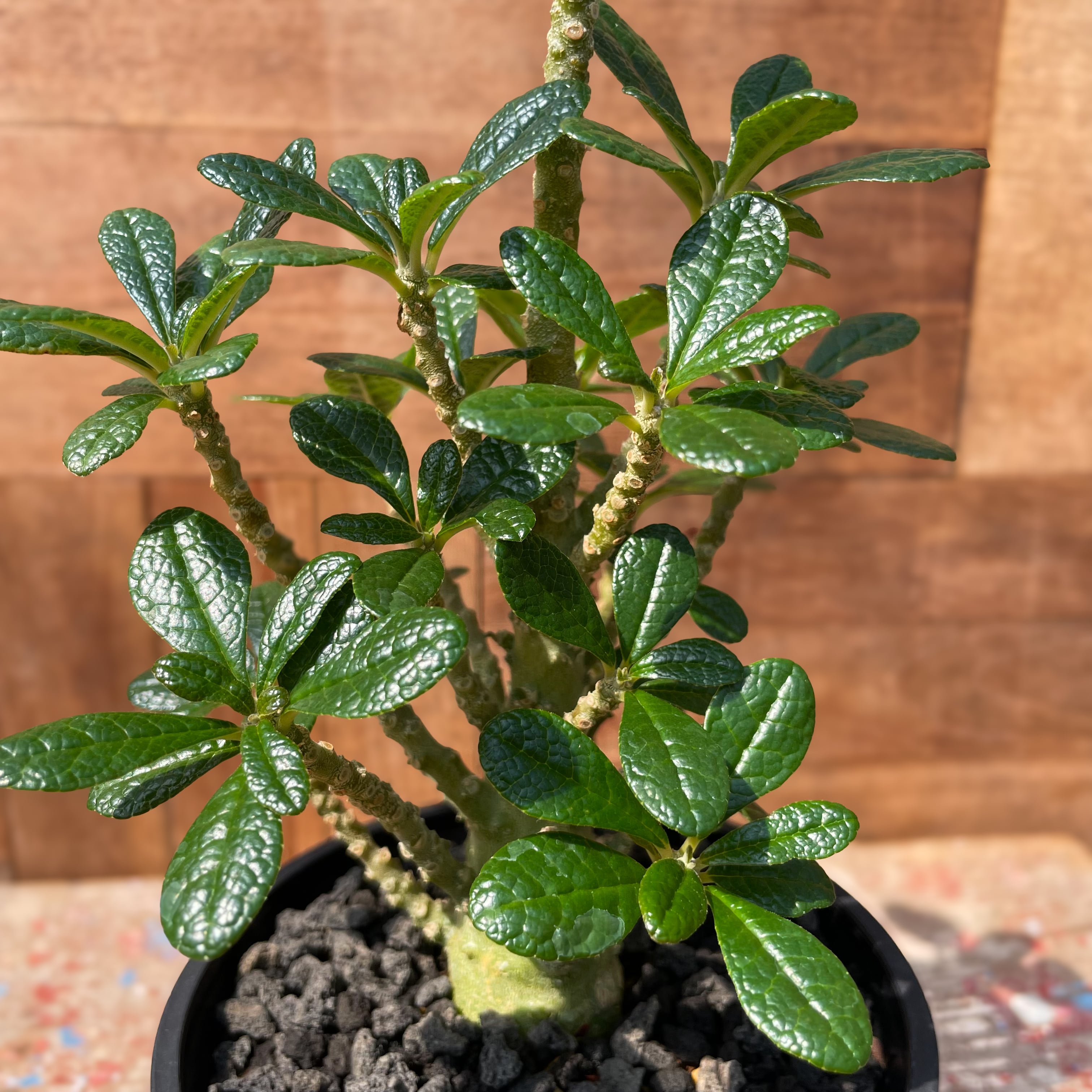 ドルステニア 高じ ギガス Dorstenia gigas 種子10粒 