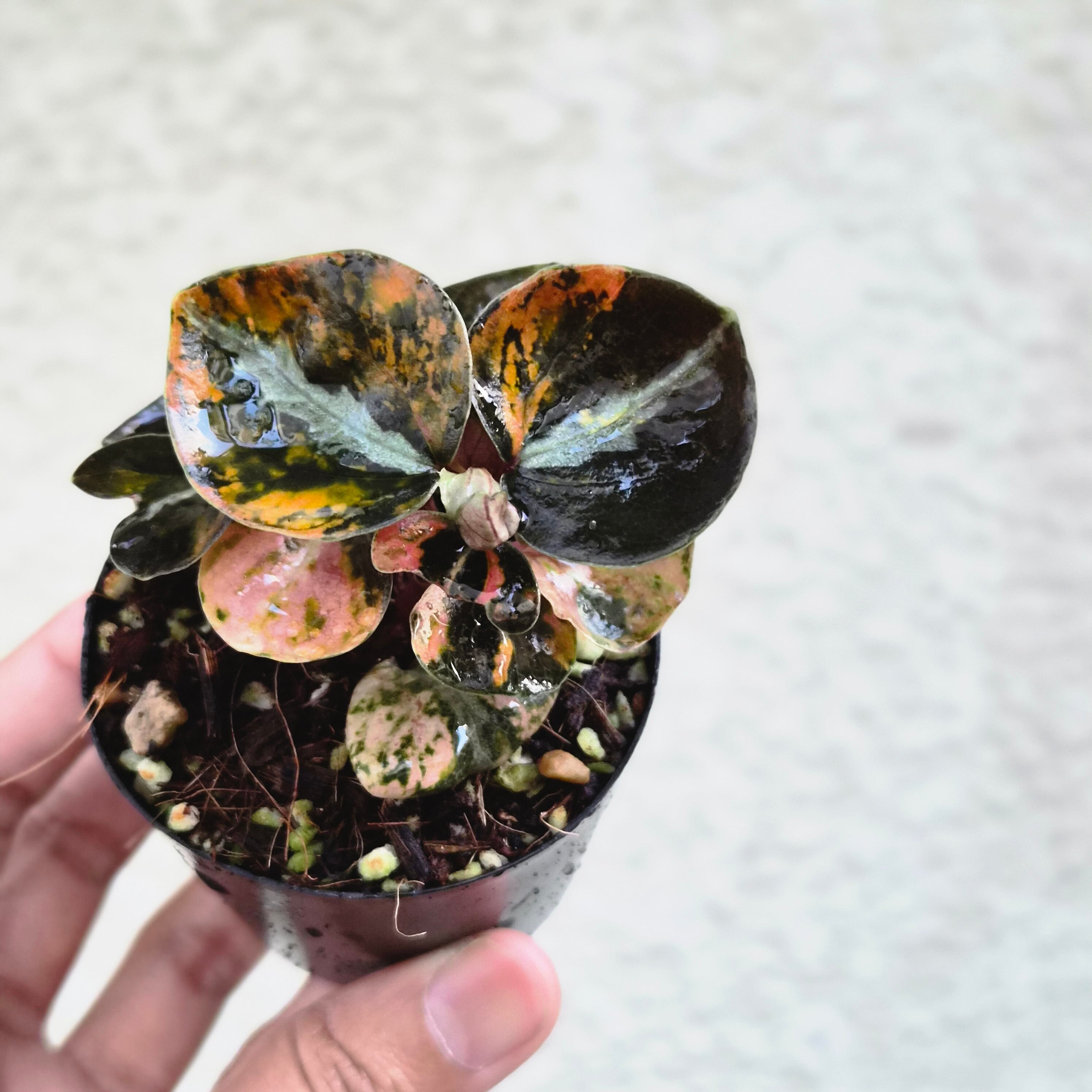 ③《Peperomia Metalica Orange Variegated》ペペロミア メタリカ オレンジ斑 観葉植物 /ポット発送