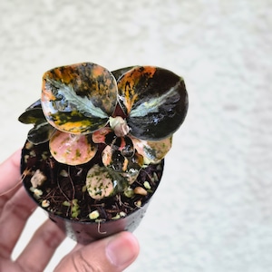 ③《Peperomia Metalica Orange Variegated》ペペロミア メタリカ オレンジ斑 観葉植物 /ポット発送