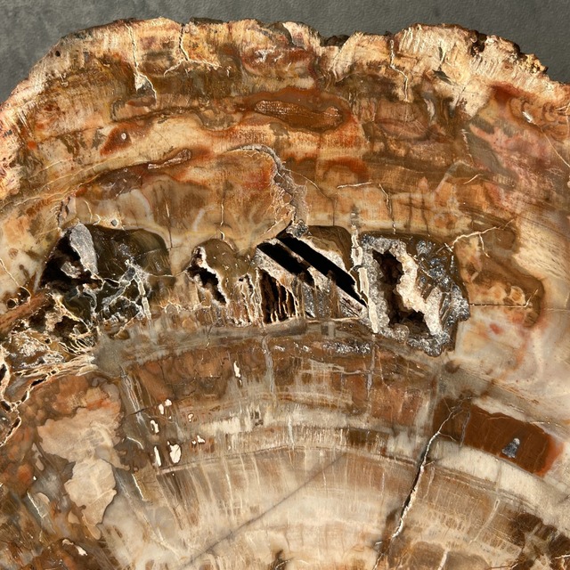 【ペトリファイドウッド（樹木の化石）】ビッグスラブ 鉱物 天然石 パワーストーン