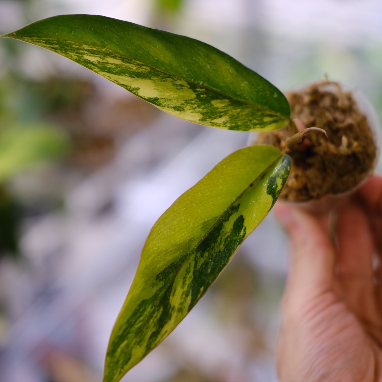 フィロデンドロン・キャラメルマーブル / Philodendron Caramel Marble