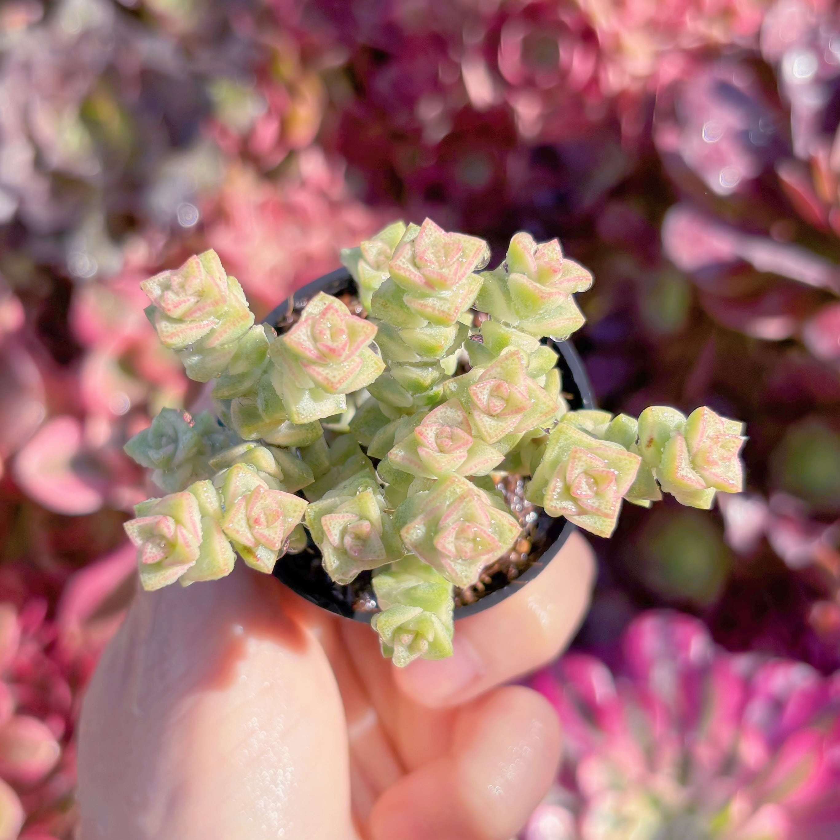 多肉植物　小米星錦　群生　新入荷　るる農園