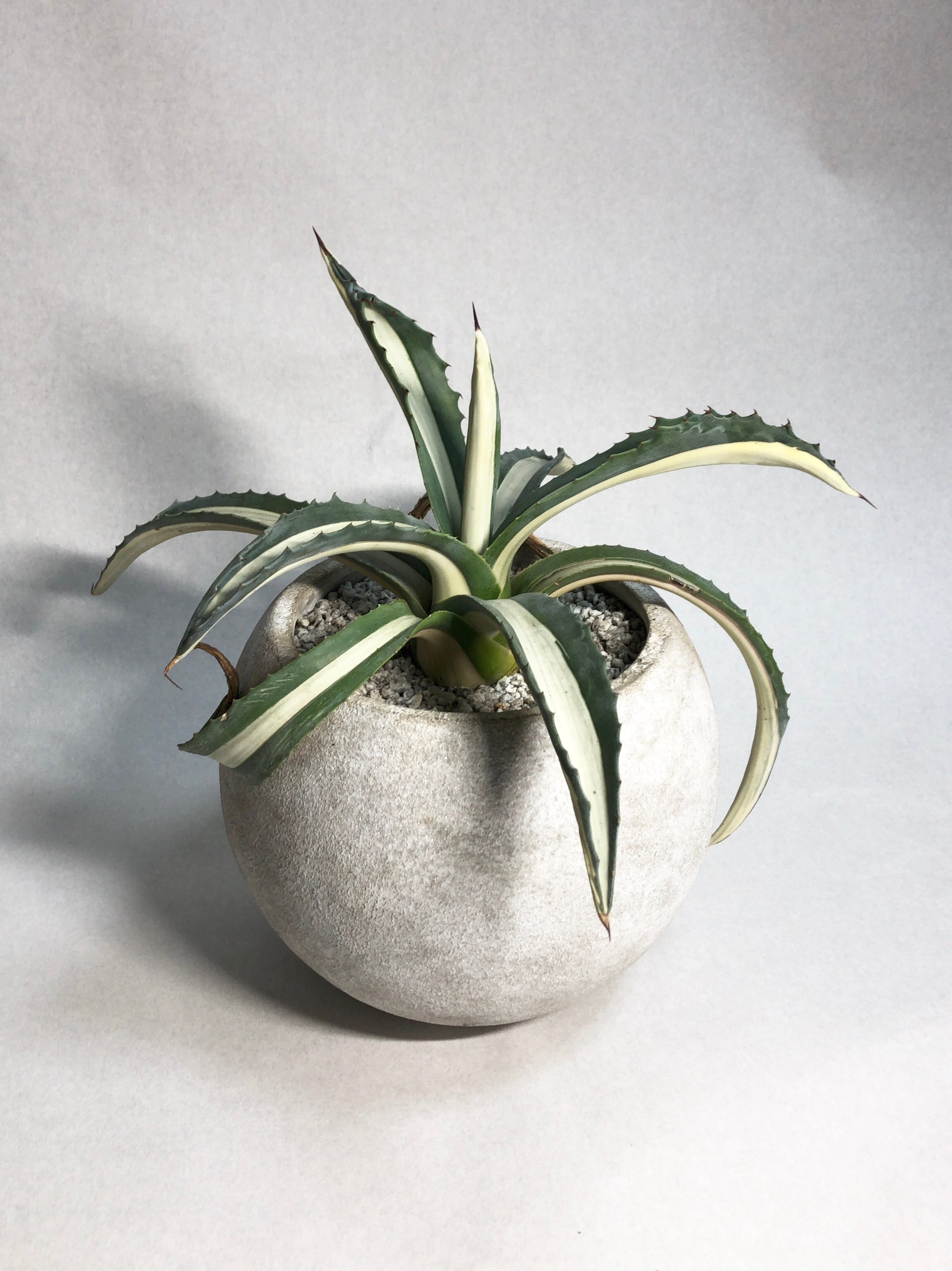 アガベ・華厳 | trigger