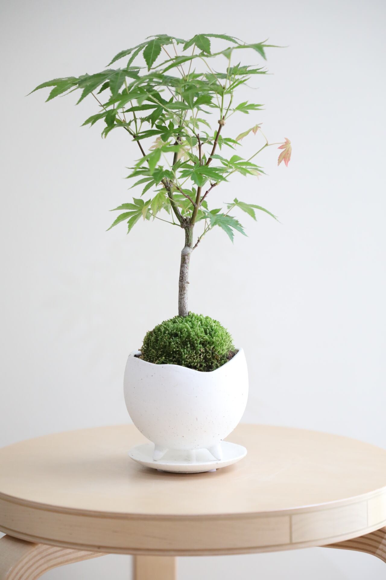 S】ヤマモミジ 盆栽/Japanese maple bonsai | 【厳選植物・器】MIDORI