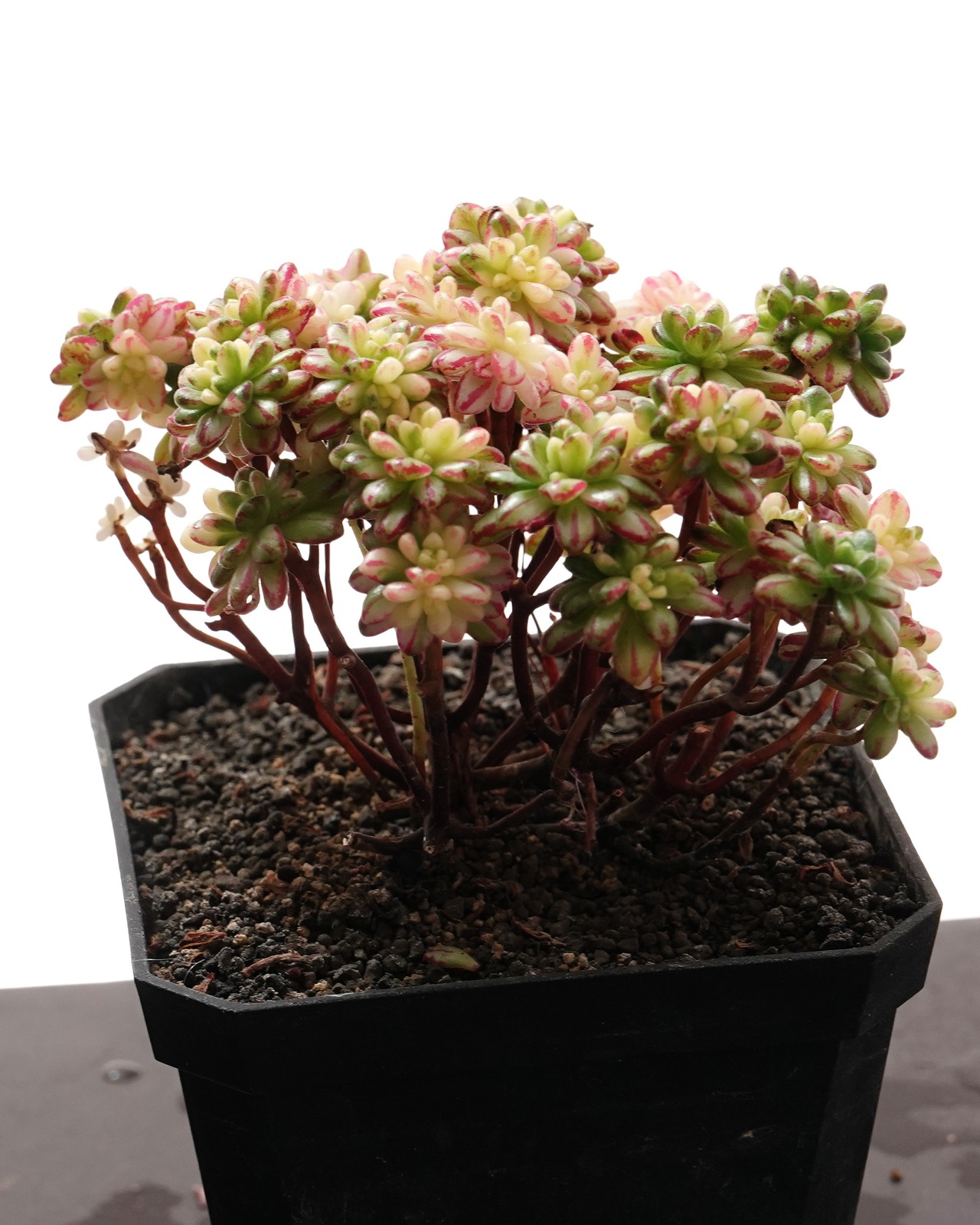 抜き苗 アエオニウム 小人の祭り錦 大株 Aeonium sedifolium f.variegata
