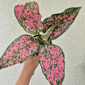 ②《Aglaonema Kamkoon Pink 》アグラオネマ・カムクーンピンク 観葉植物 /ポット発送