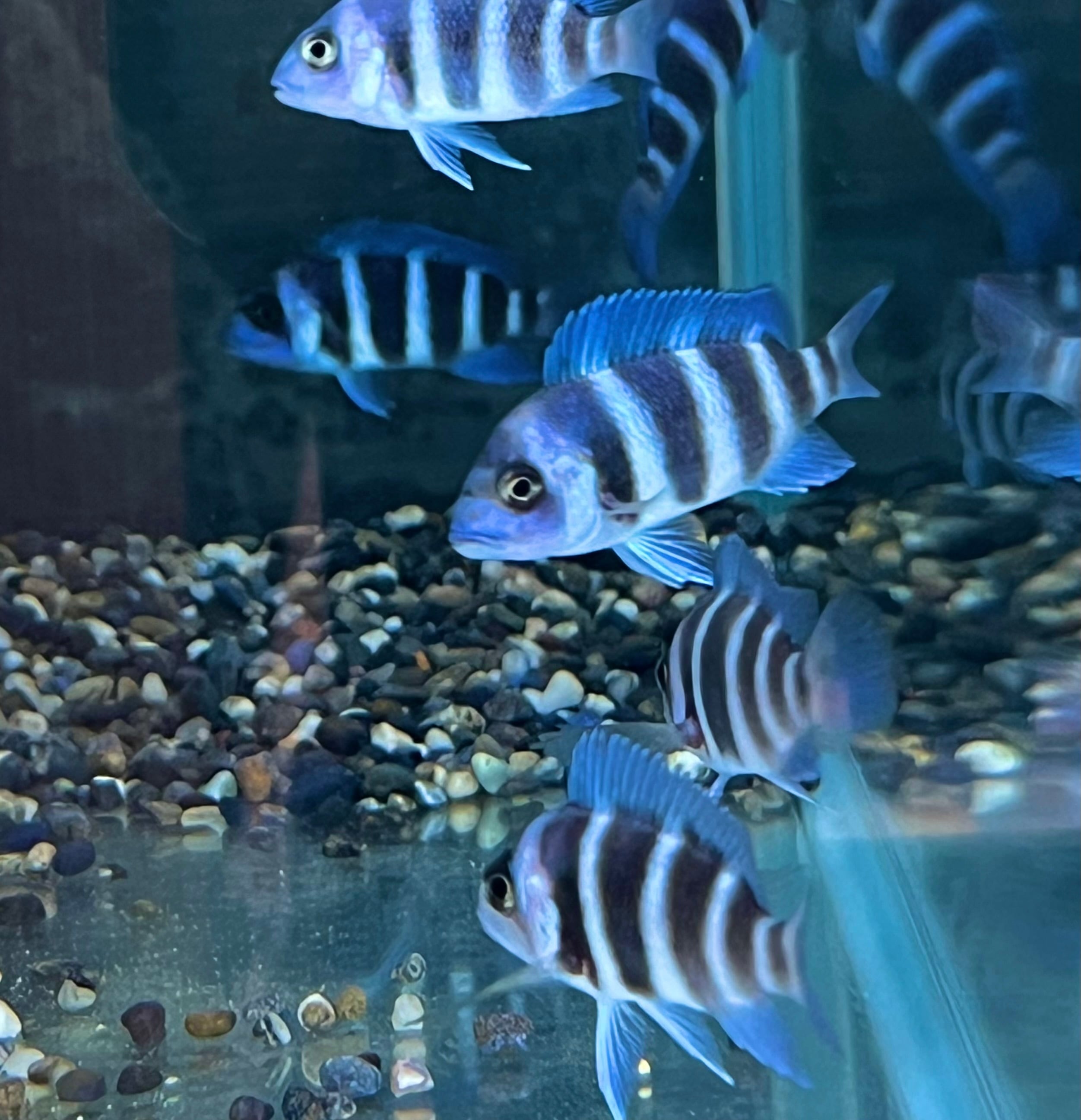 アフリカンシクリッドタンガニーカ | アクアショップあんじゅ