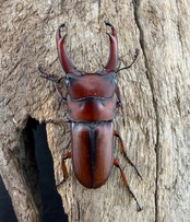 《プセウダキスコクワ 30.5mm ペア》