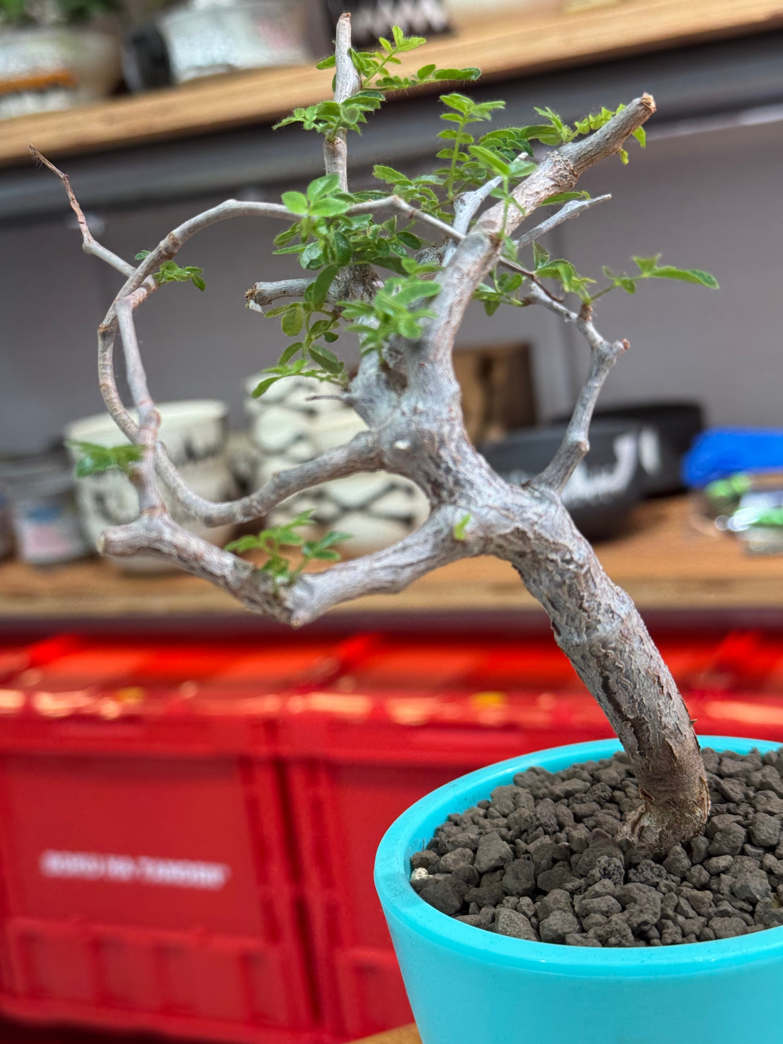 新着】Commiphora monstrosa【実生苗の小さい時から作り込める盆栽塊根