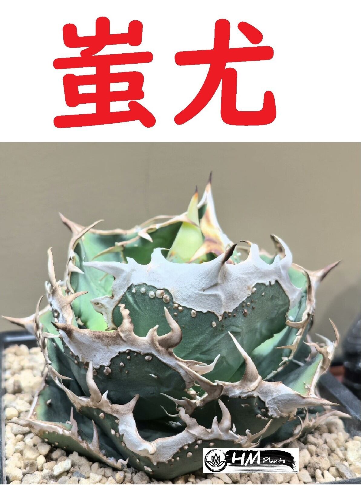 ハナゲン様黒犀牛豆豆龍メリクロン
