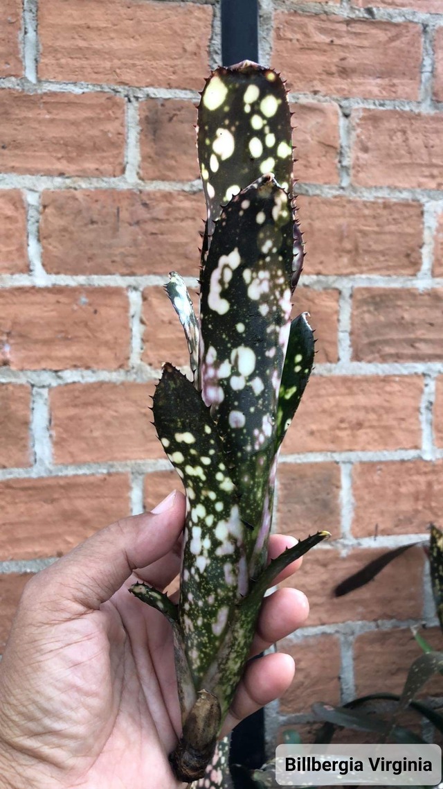 Billbergia Virginia【artPLANTs】 タンクブロメリア/ビルベルギア