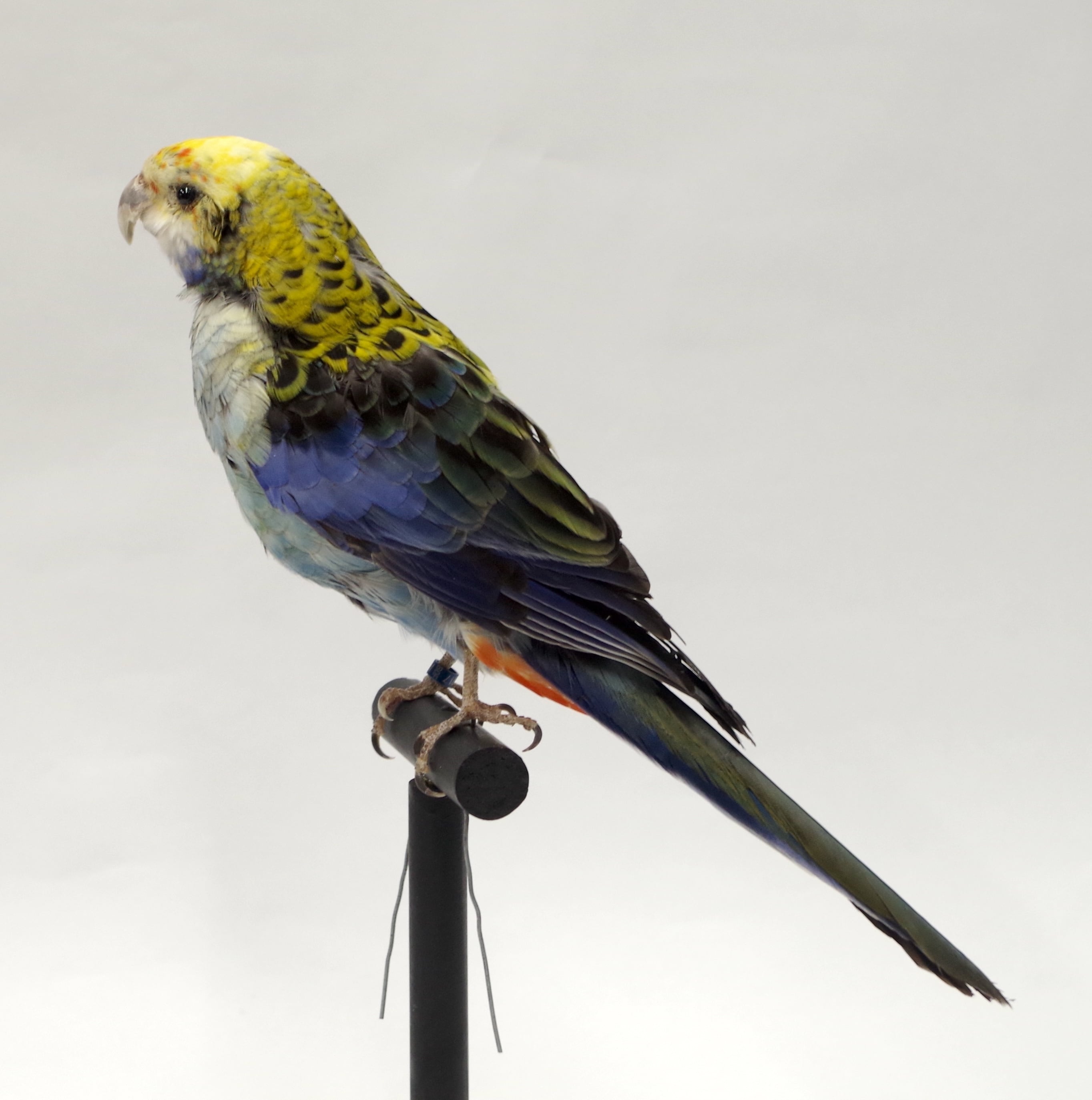 コガモ♂ 剥製 | アトリエ杉本