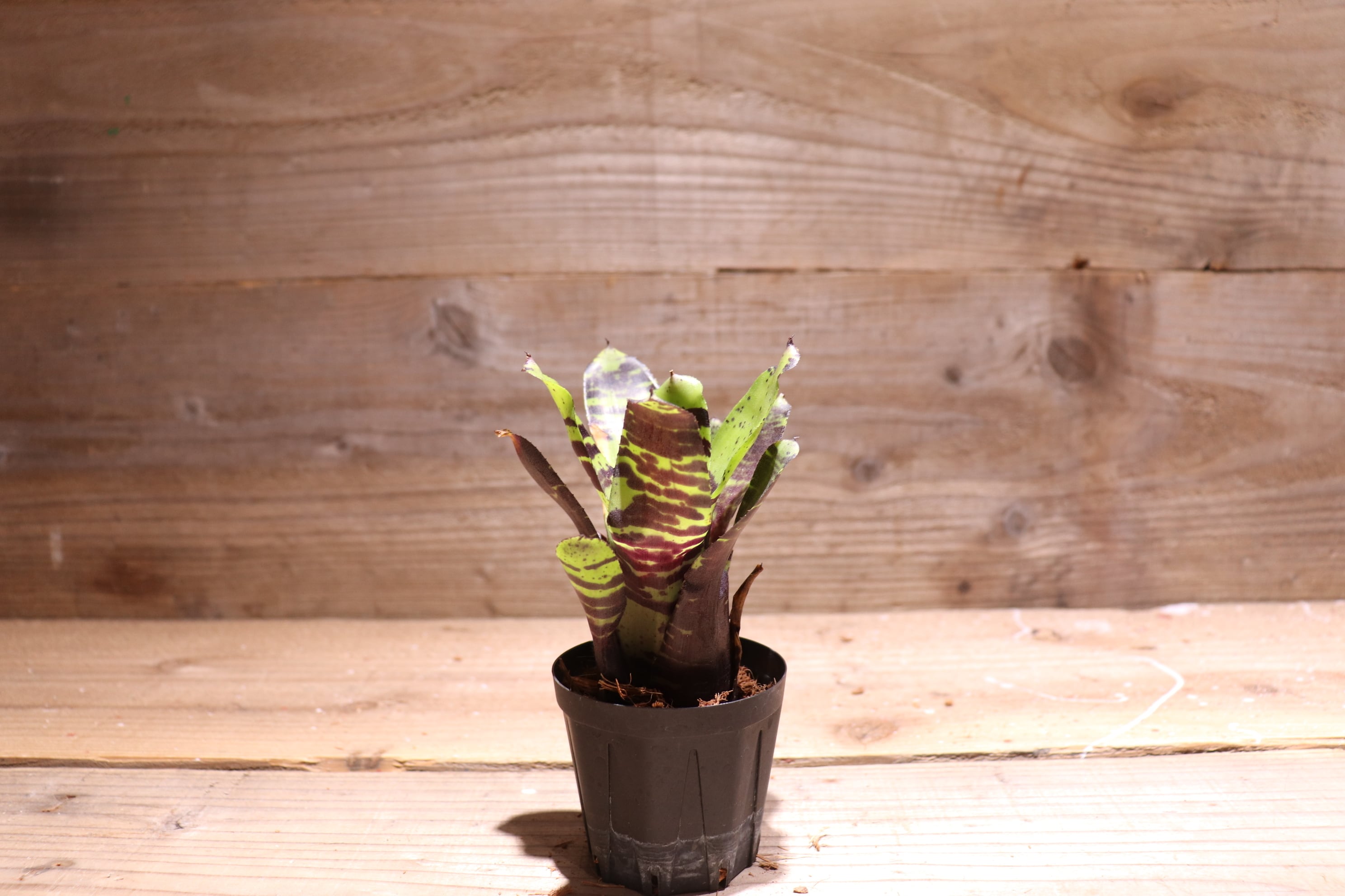 送料無料】Neoregelia 'Savoy truffle'〔ネオレゲリア〕現品発送N0269