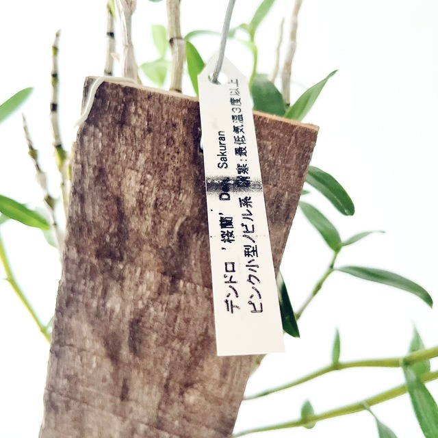 デンドロビウム 桜蘭 板付洋ラン calm cafe
