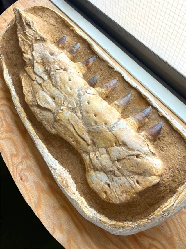 大型！モササウルス（プログナトドン）の顎と歯【Prognathodon sp.】【16.3ｋg】モロッコ王国産/牙/化石/恐竜