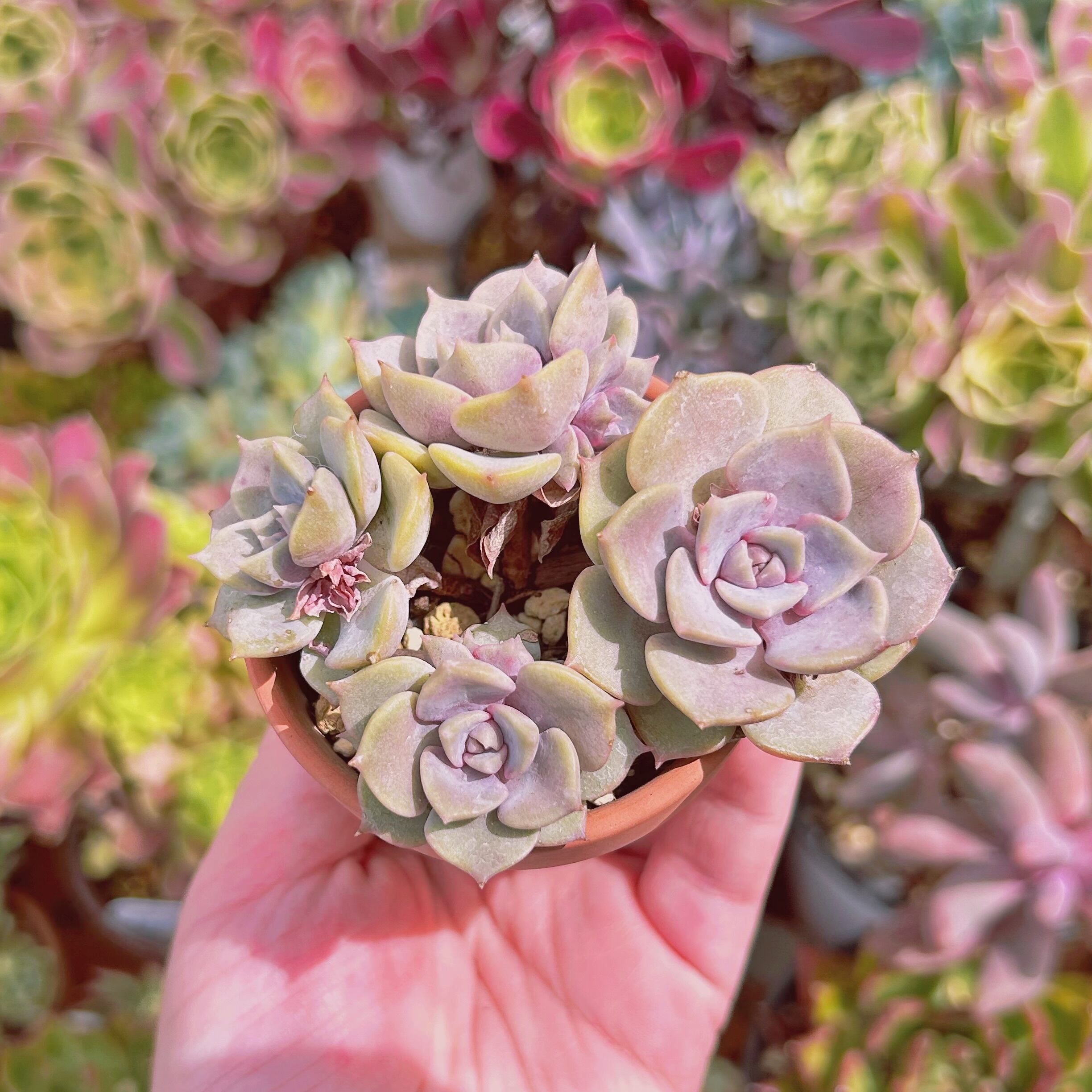 現物　多肉植物　紫姫　抜き苗