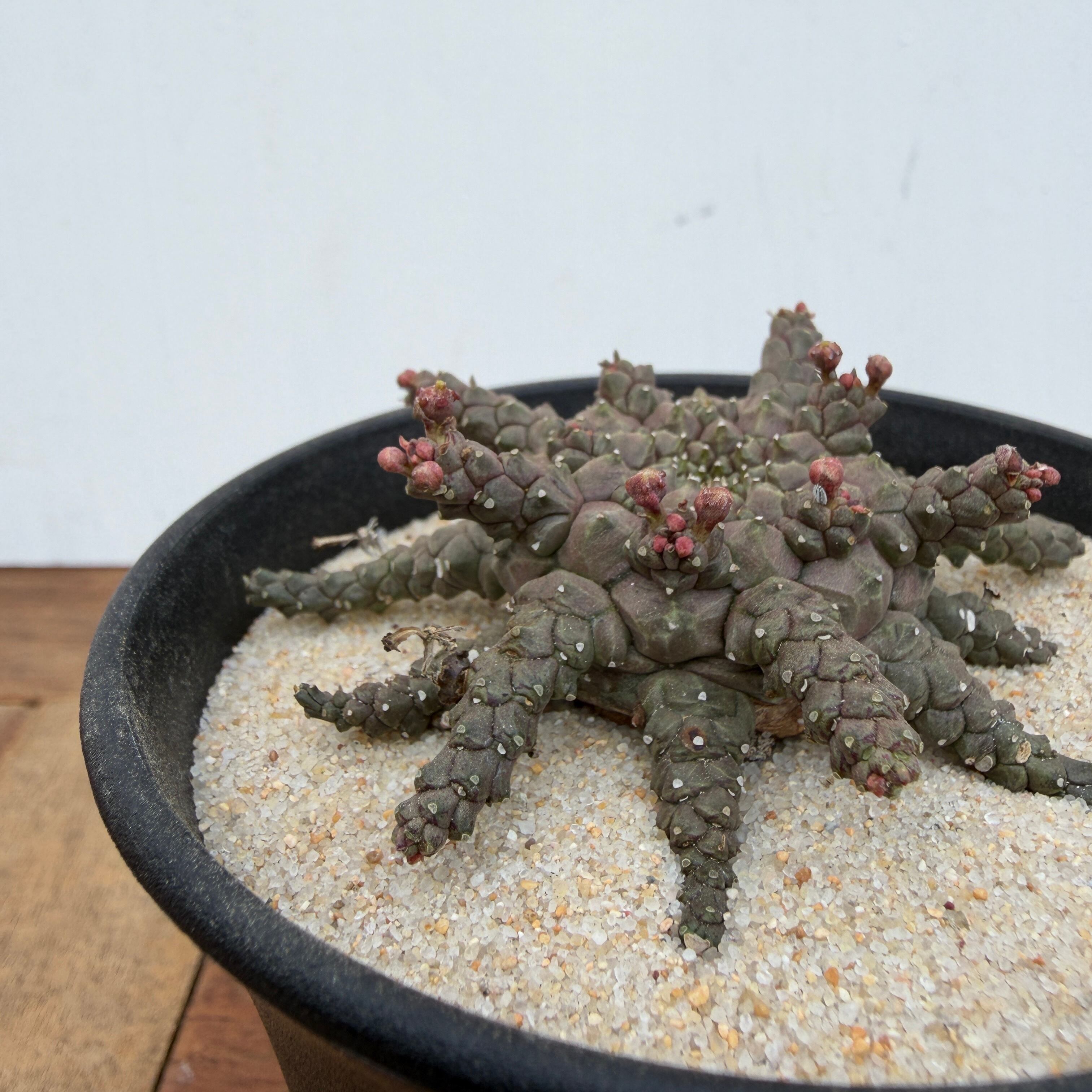 Euphorbia brevirama【ユーフォルビア・ブレビラマ】 | RIMO'S GREEN