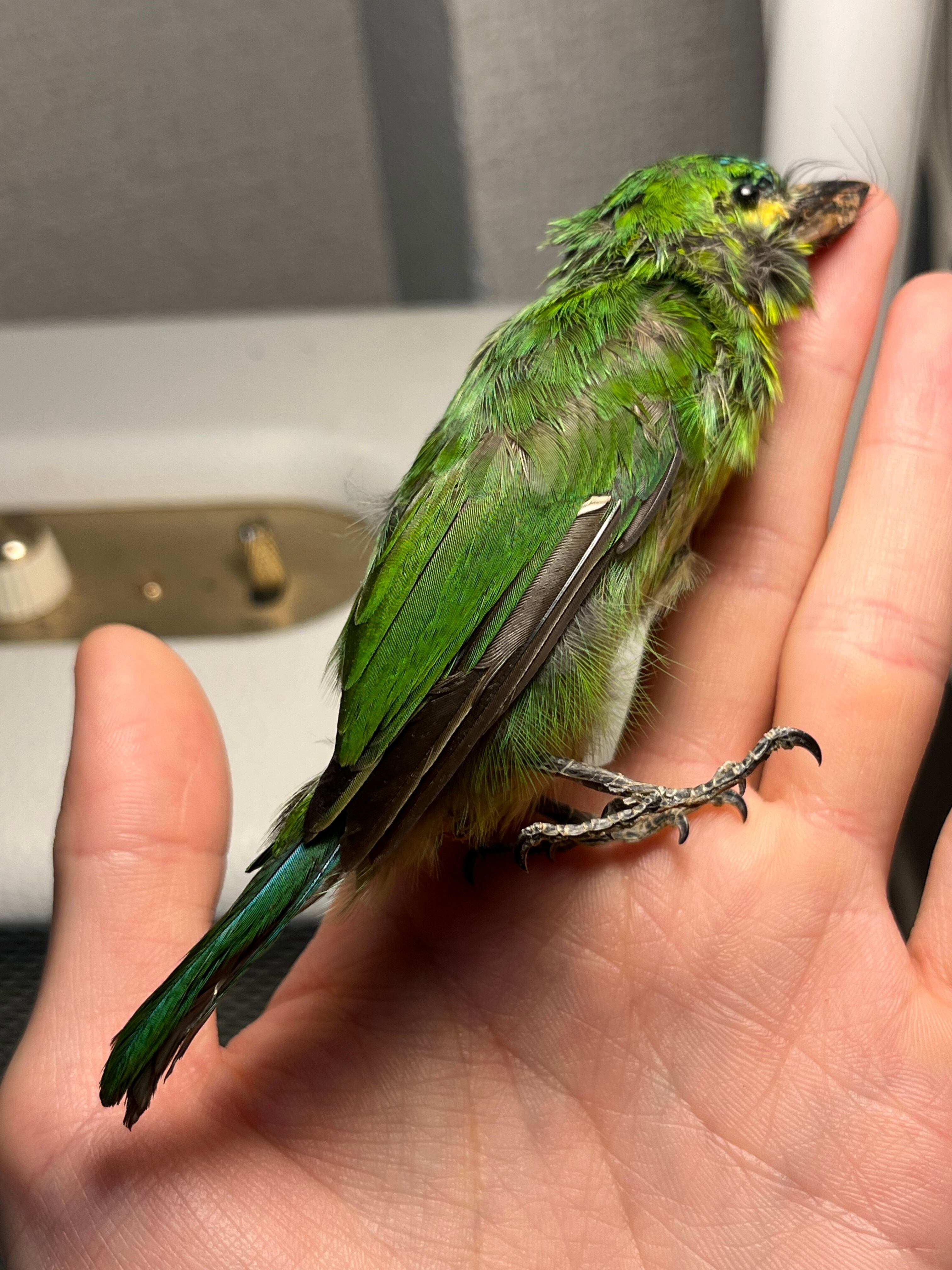 【鳥剥製】アオミミゴシキドリ yellow-eared barbet 標本インコ 鳥剥製】アオミミゴシキドリ yellow-eared barbet Psilopogon