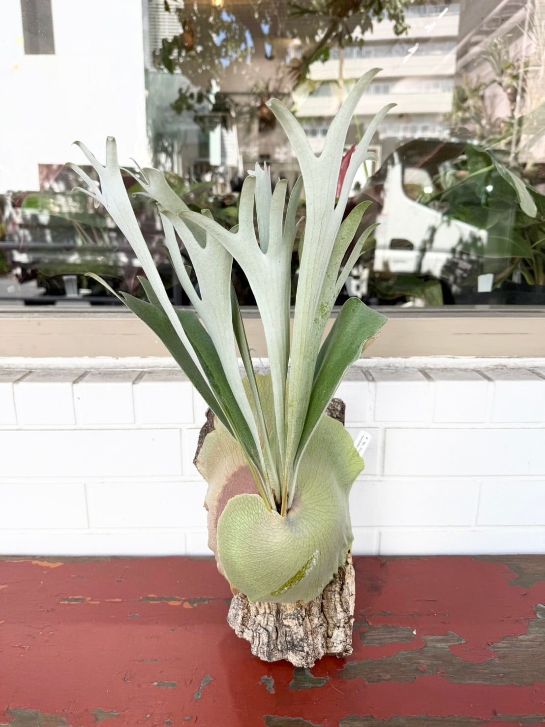 a) P. 'Mr. Ito #1' ビカクシダ 'ミスターイトウ #1' | vandaka plants