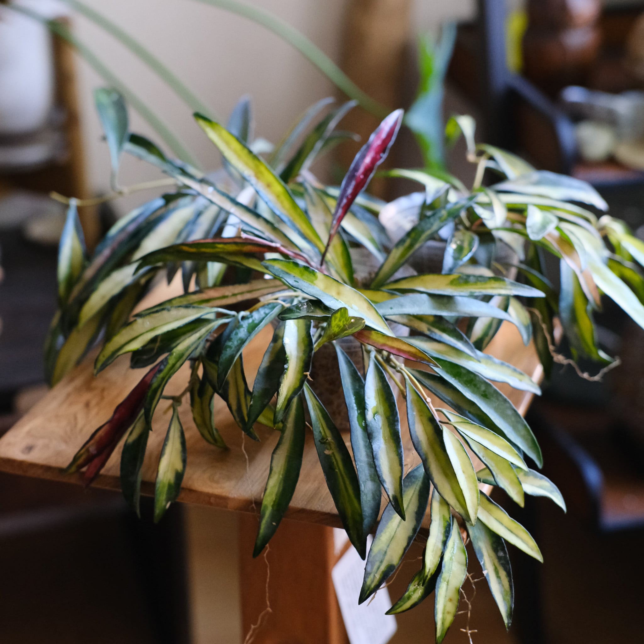 SELECT STOCK> Alocasia 'Holy Grail'｜アロカシア・ホーリーグレイル