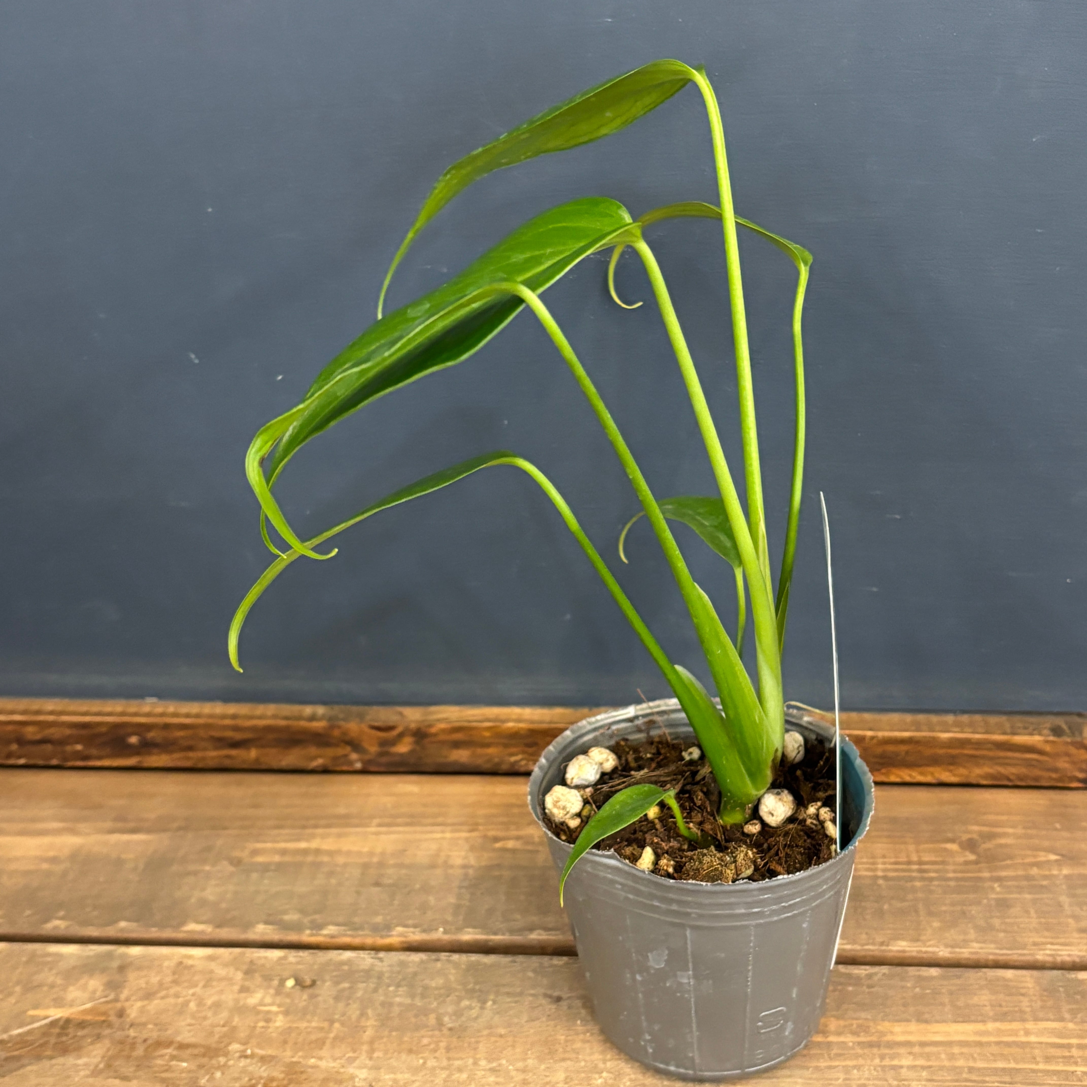 モンステラ バールマルクスフレーム【767】 | PROTOLEAF プロトリーフ