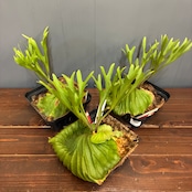 【抽選販売】【限定価格】【伊藤蟻】ビカクシダ リドレイ (upright cluster fronds #1) sporeling(限定3)