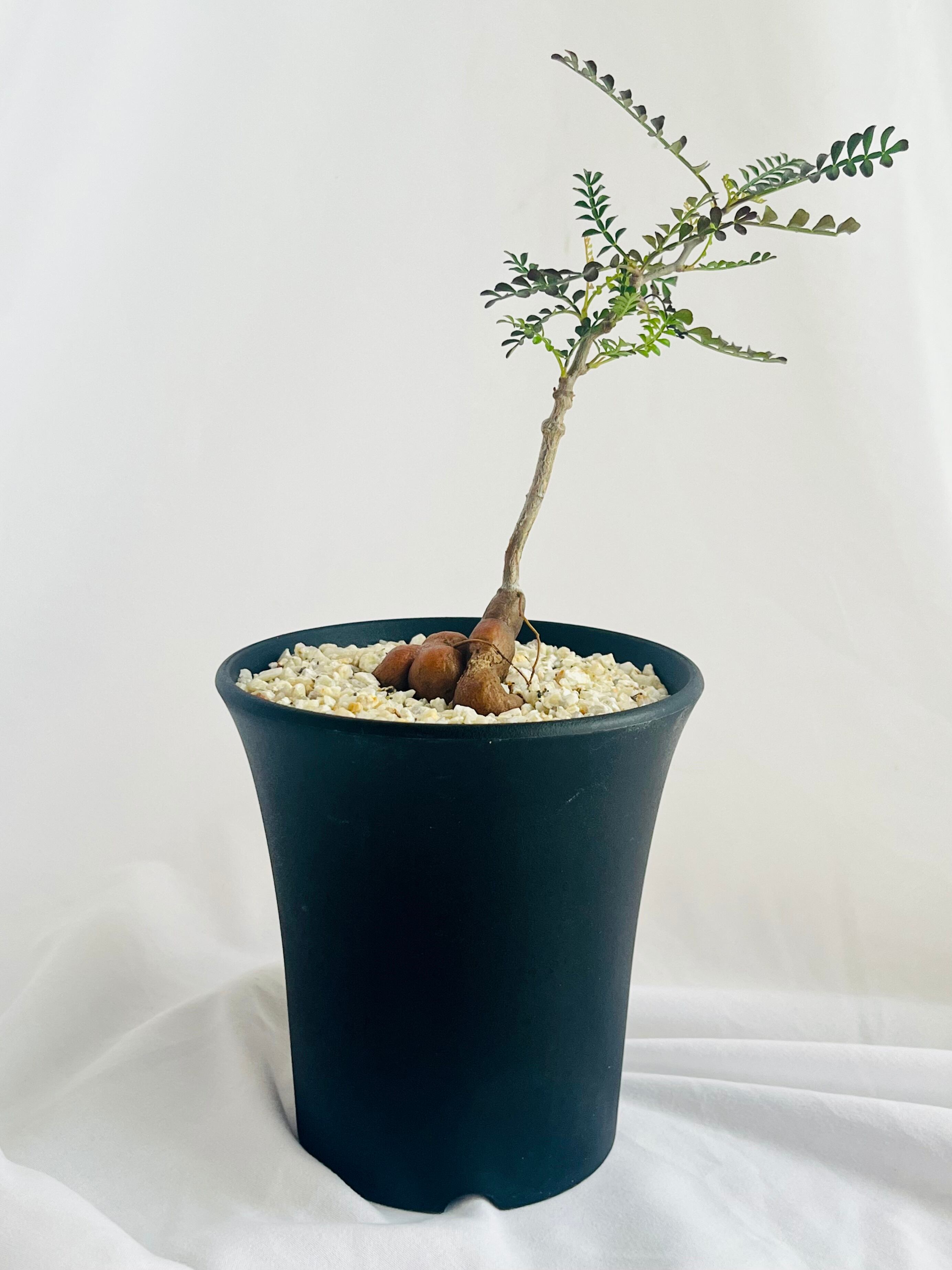 オペルクリカリアパキプス ベアルート 未発根 塊根植物 オペルクリカリアパキプス ベアルート 未発根 塊根植物