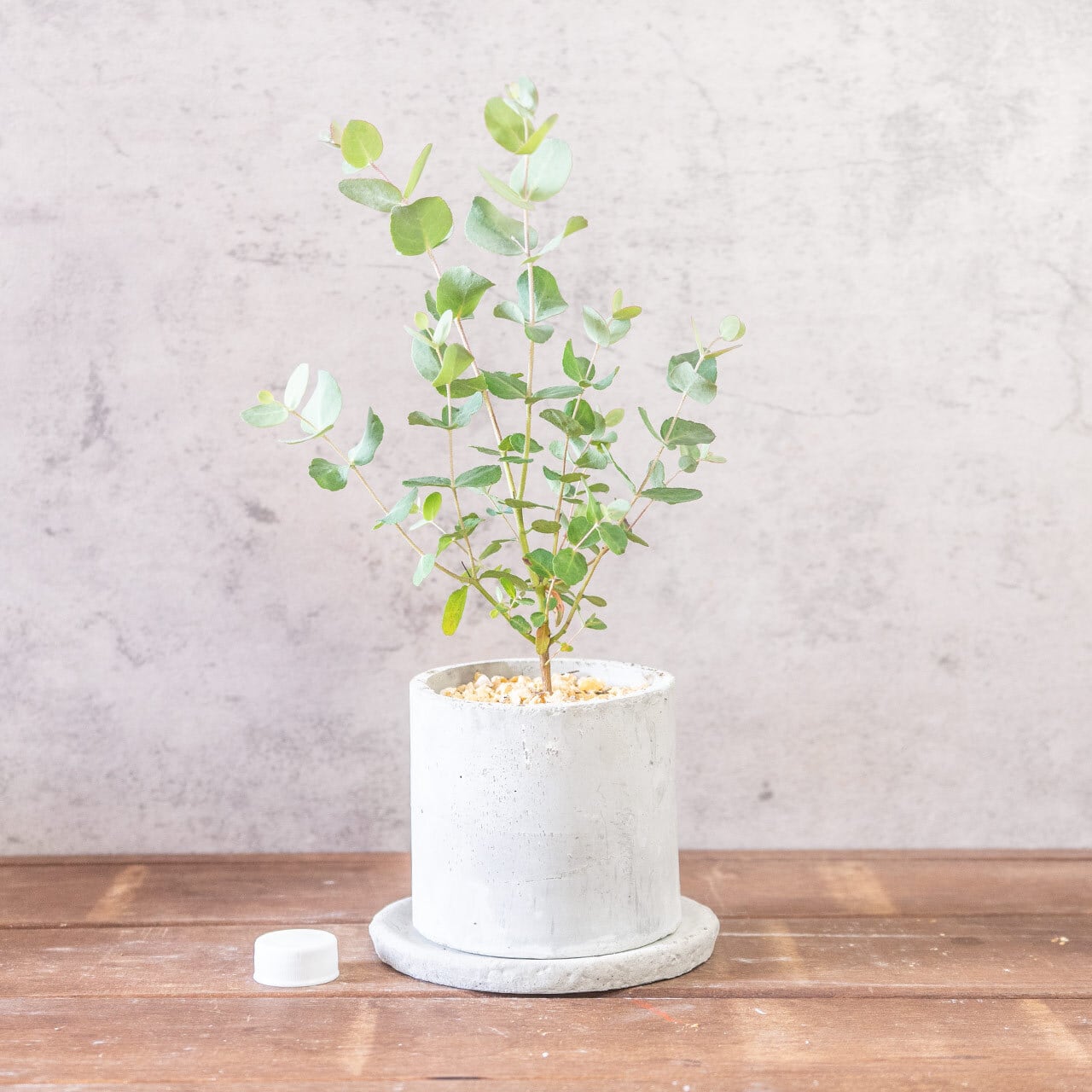 【形にこだわり抜いた】一株ごとの厳選仕入れで見つけた、美しいユーカリ・グニー。無機質な手づくりモルタル鉢との対比が際立つ一品|虫発生抑制|送料全国一律850円