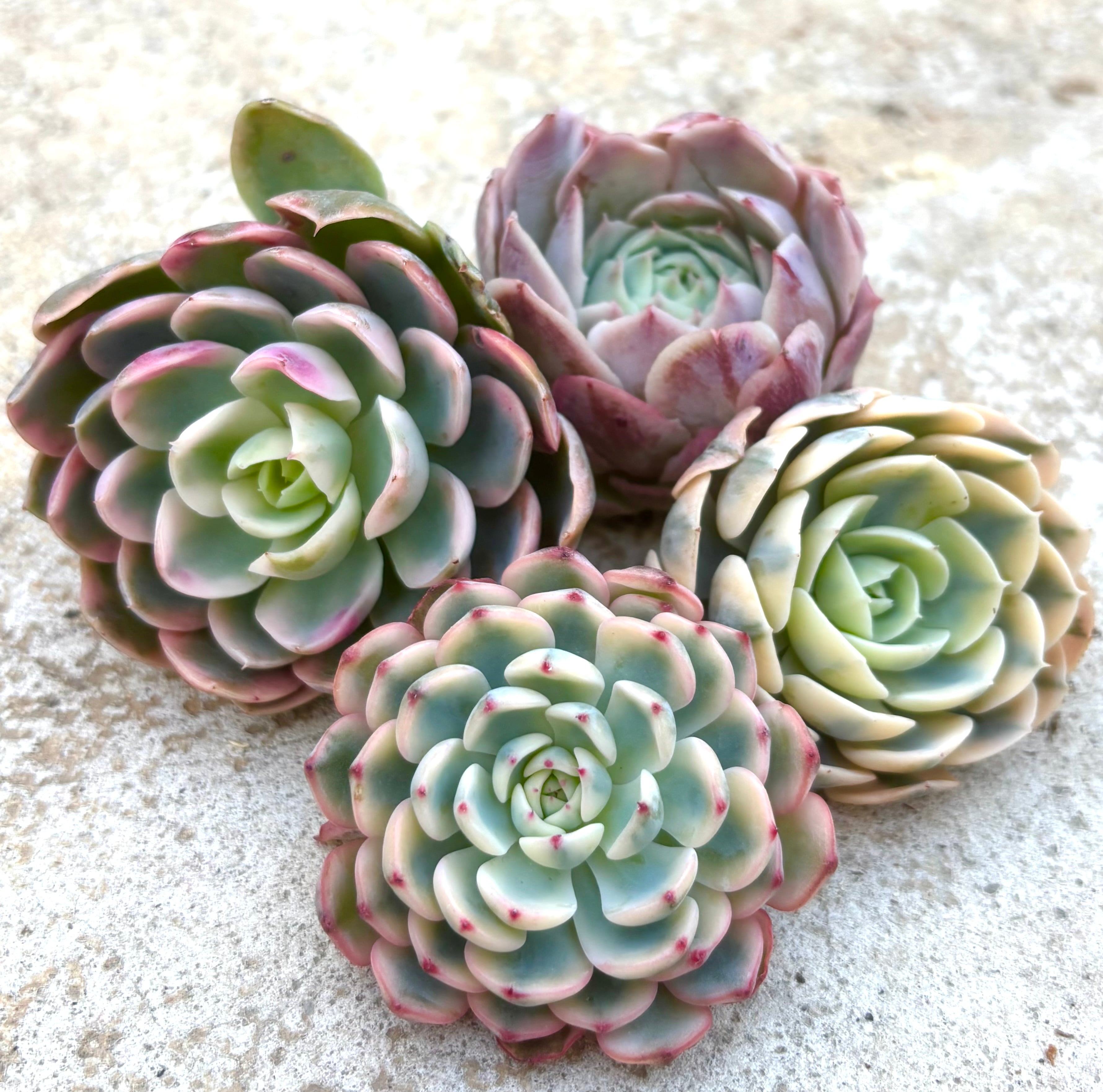 しじみ蝶錦 多肉植物 | aruru