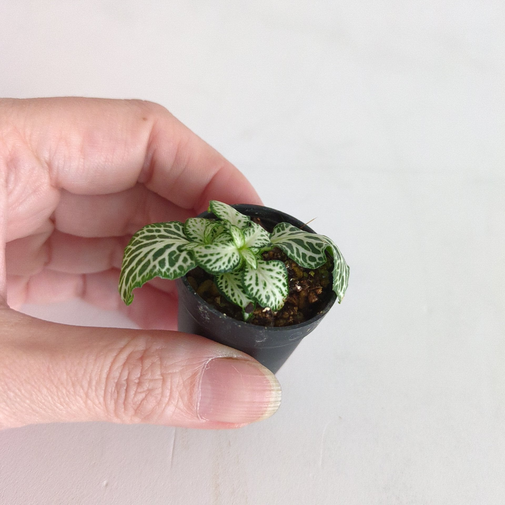 フィットニア “ミニウィスパー” 苔テラリウム作製用素材 | 苔