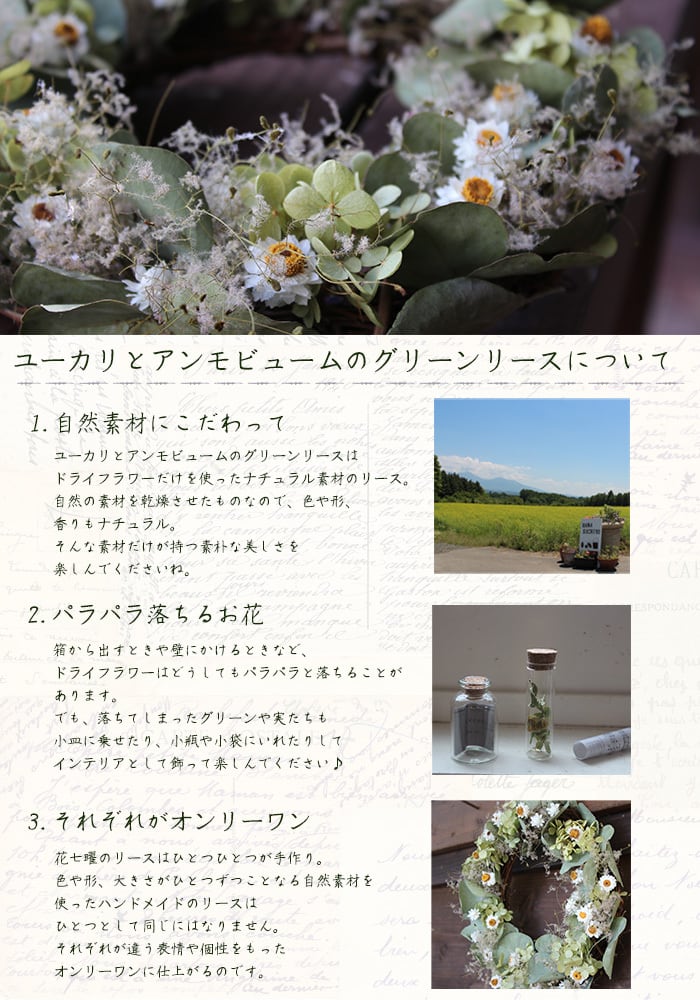 ユーカリとアンモビュームのリース/ドライフラワー | 富良野 花七曜