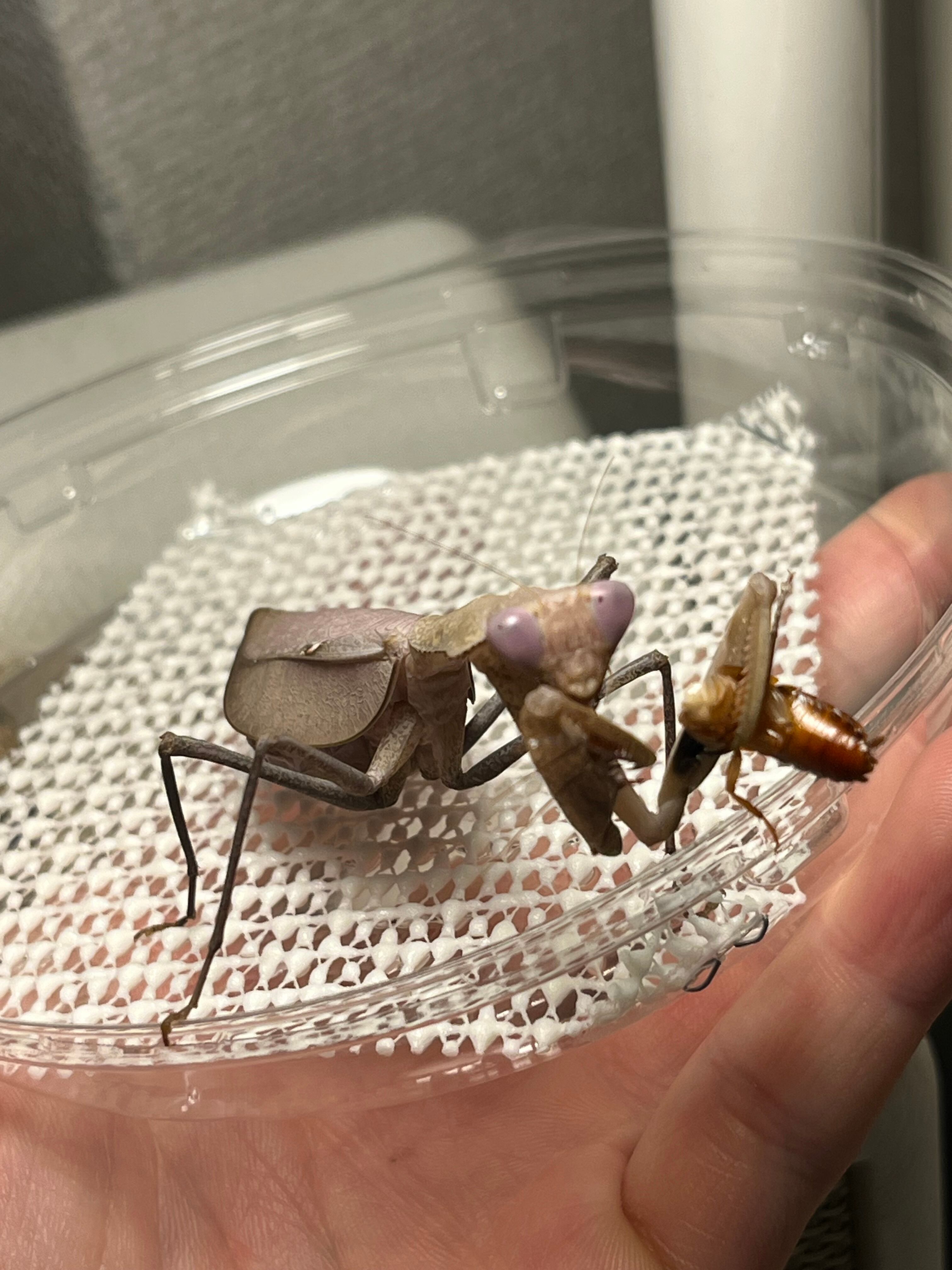 極美藤紫】コンゴグリーンマンティス生体成体♀ カマキリ いきもの大
