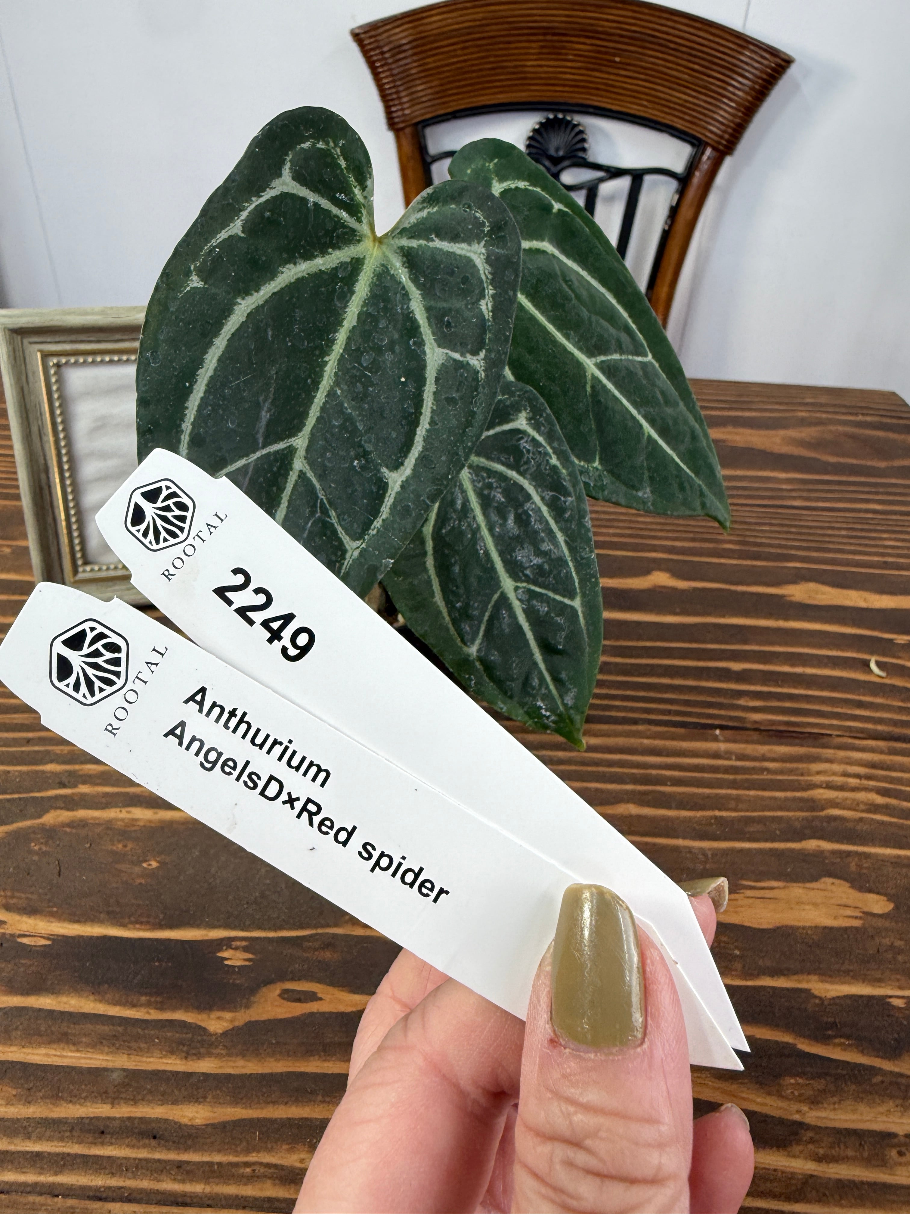 アンスリウム | ROOTALPLANTS