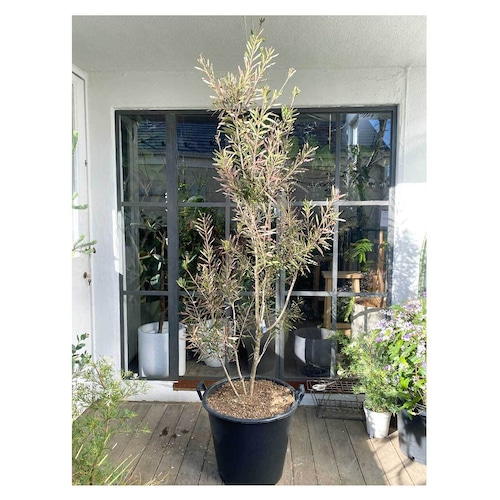 Callistemon 'Pink Champagne'