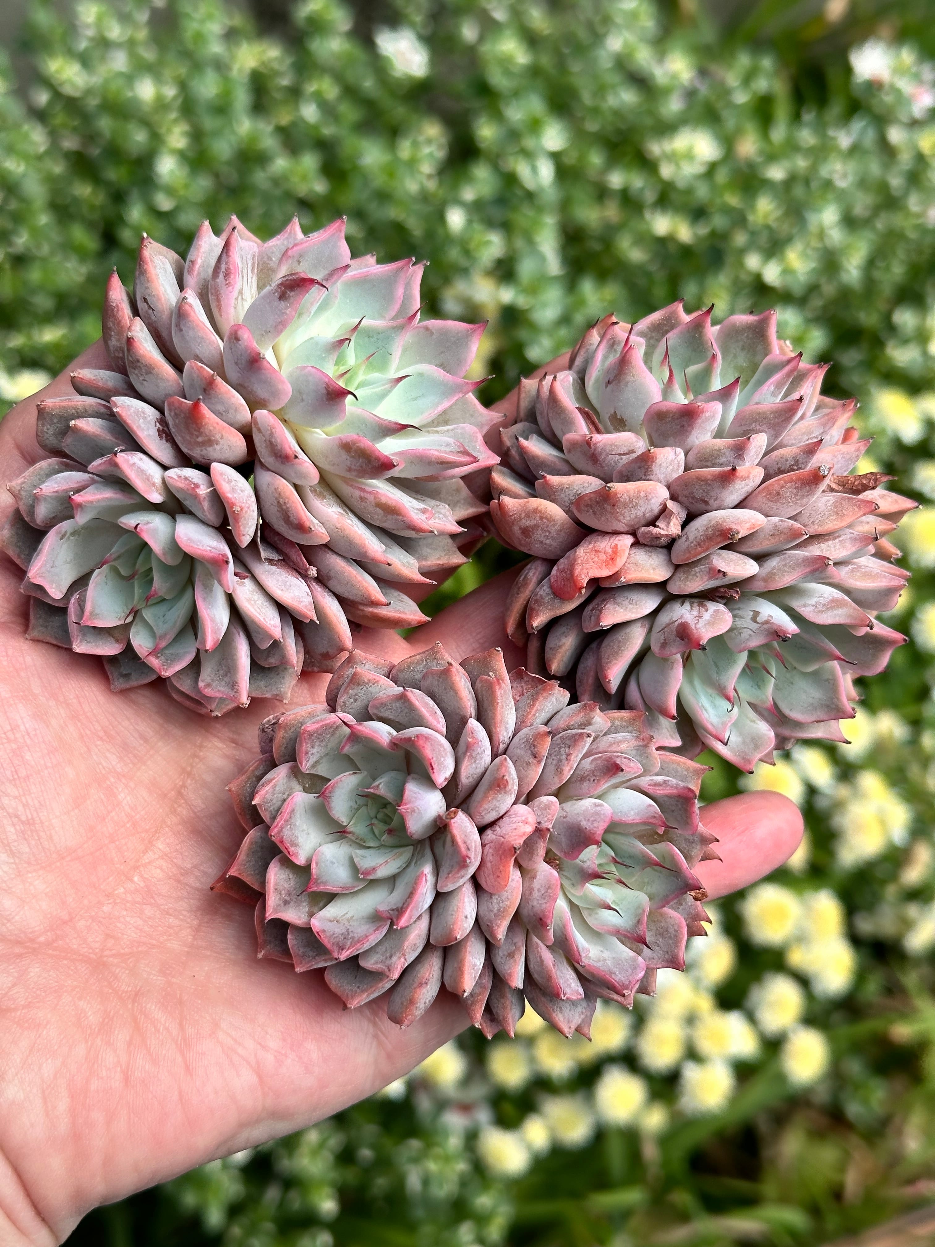 多肉植物 アエオニウム 黒銅壺錦 大苗 美苗 #黒2 | PAY ID