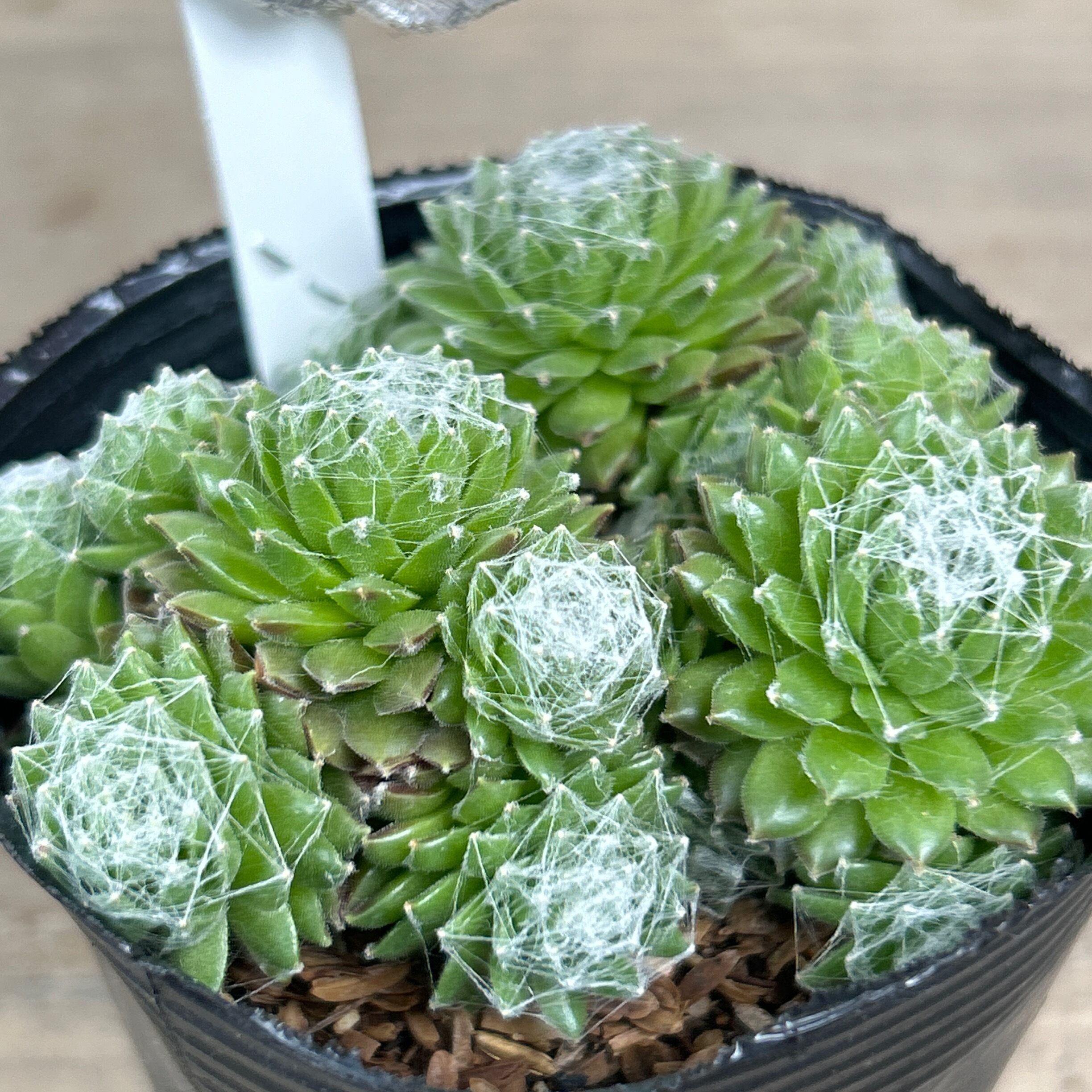 小雀 センペルビウム | RuPo 多肉植物専門店