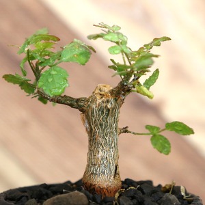 Bursera fagaroides (ブルセラ ファガロイデス) / 小株(3号鉢)/Lot.003