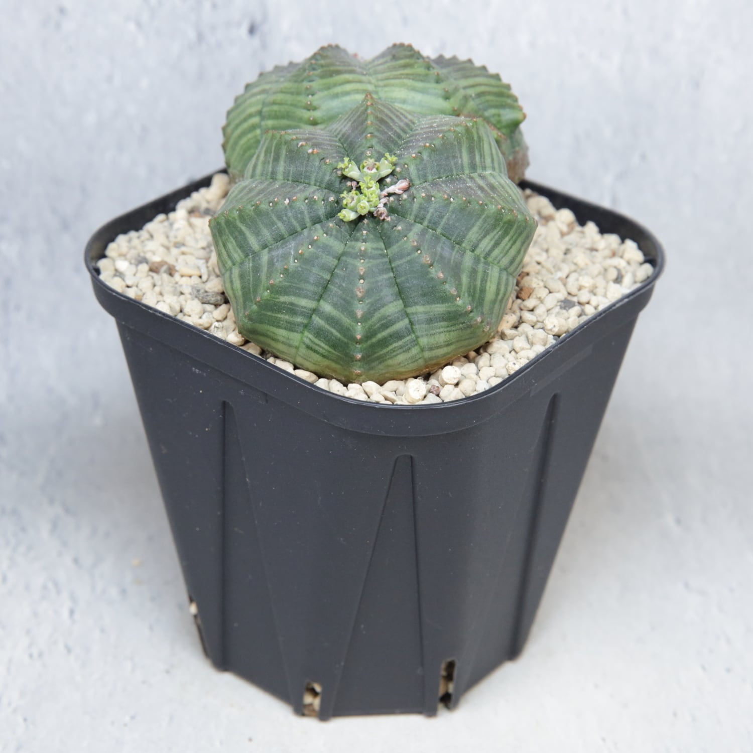 メス株 大株 約9cm ダブルヘッド オベサ / 良形株 木質化