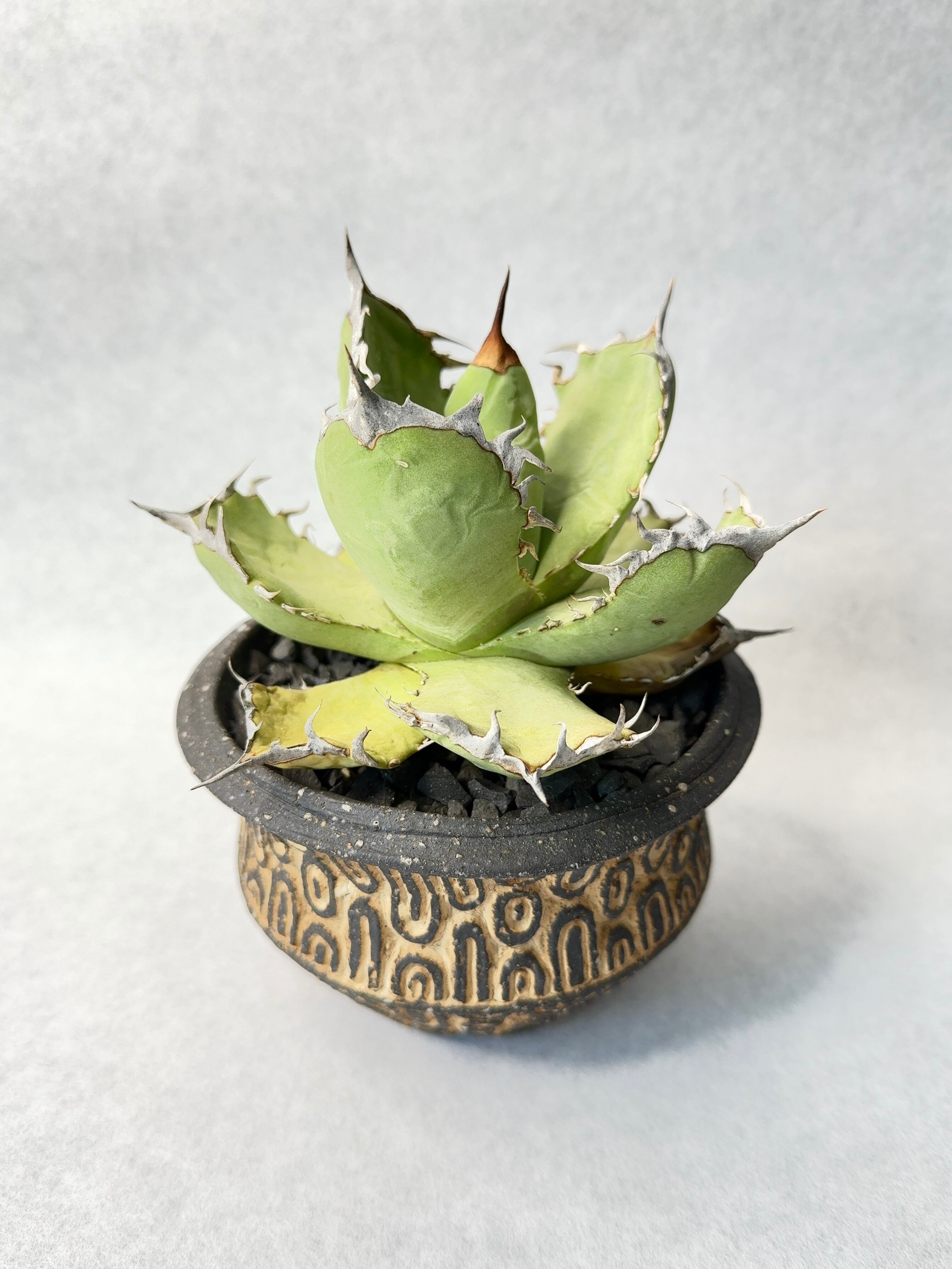 アガベ・オアハカオテロイ | trigger