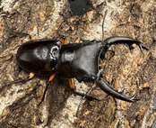 【WD】《インペリアリスツヤ亜種komorii 60mm ペア》