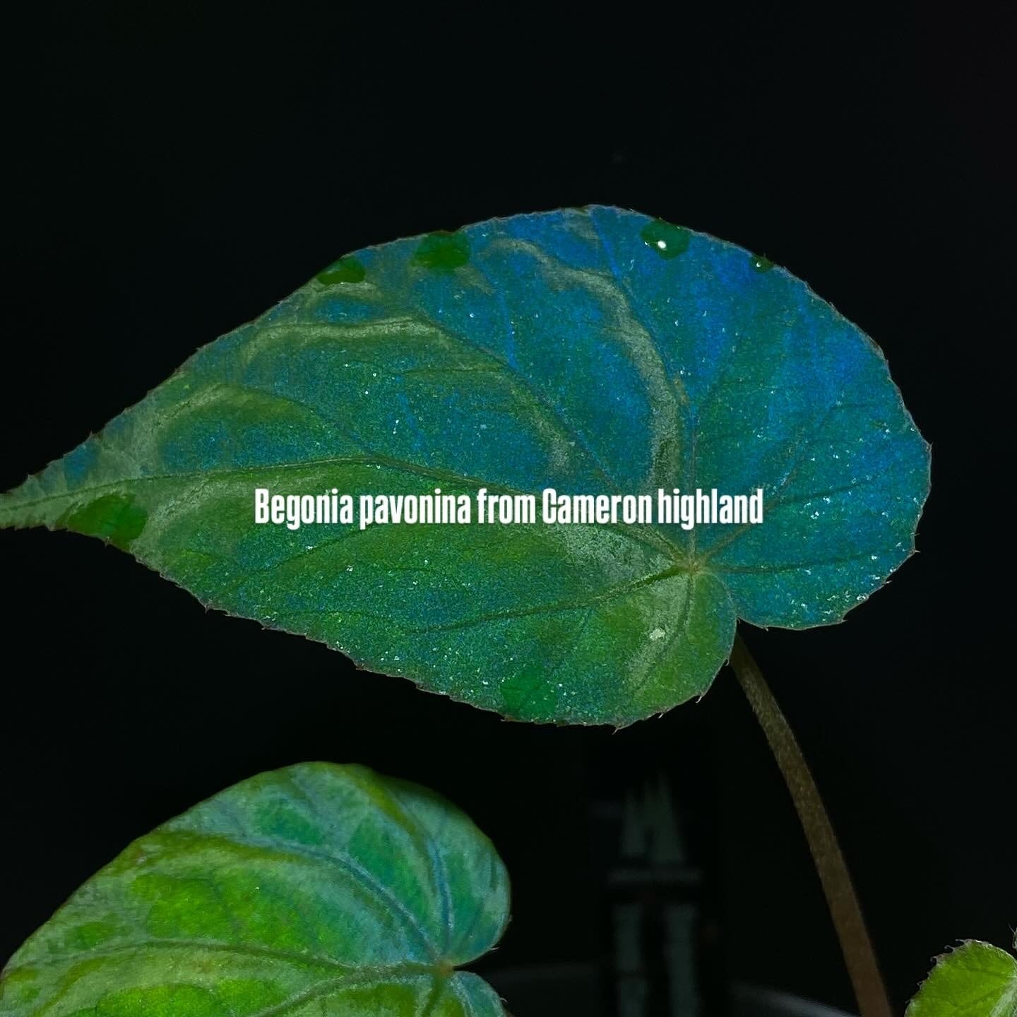 Selaginella sp. 'Purple' from Sarawak | Terrarium & Plants SHOP