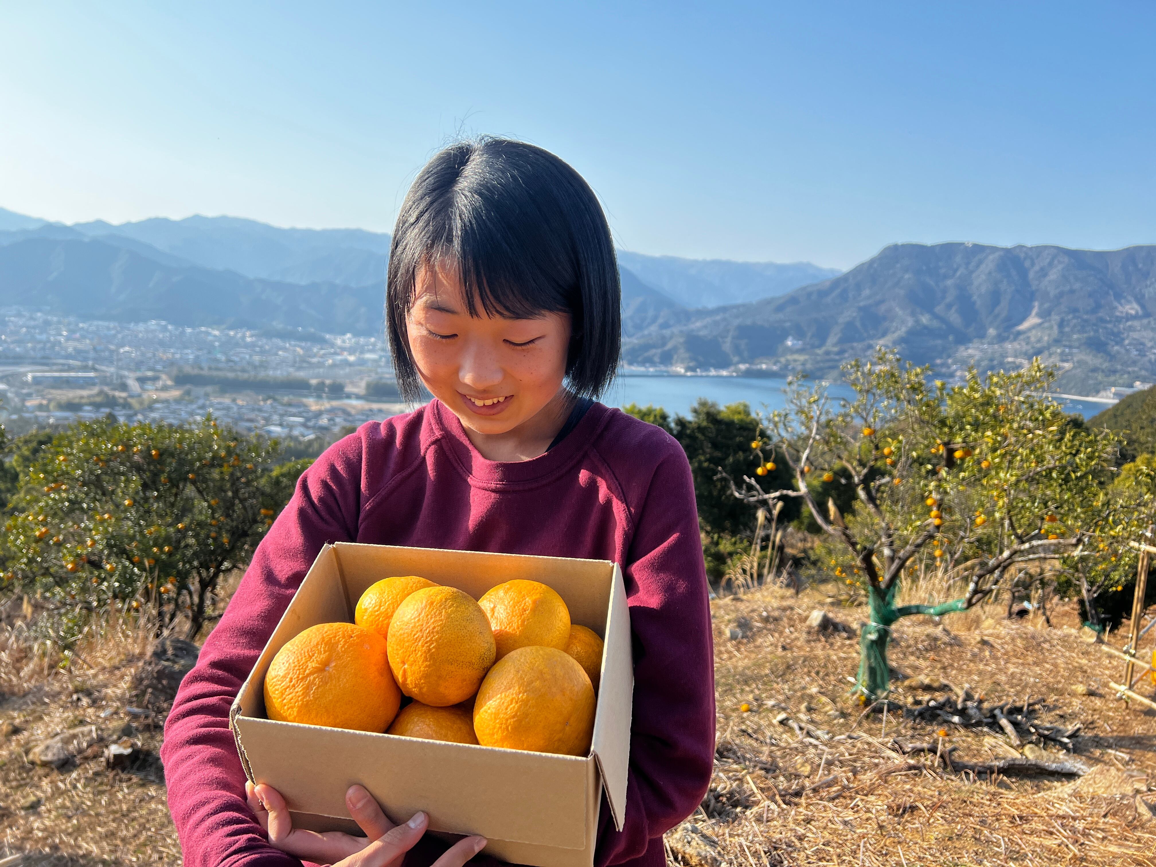 (予約販売)奇跡の甘夏の木　応援オーナー