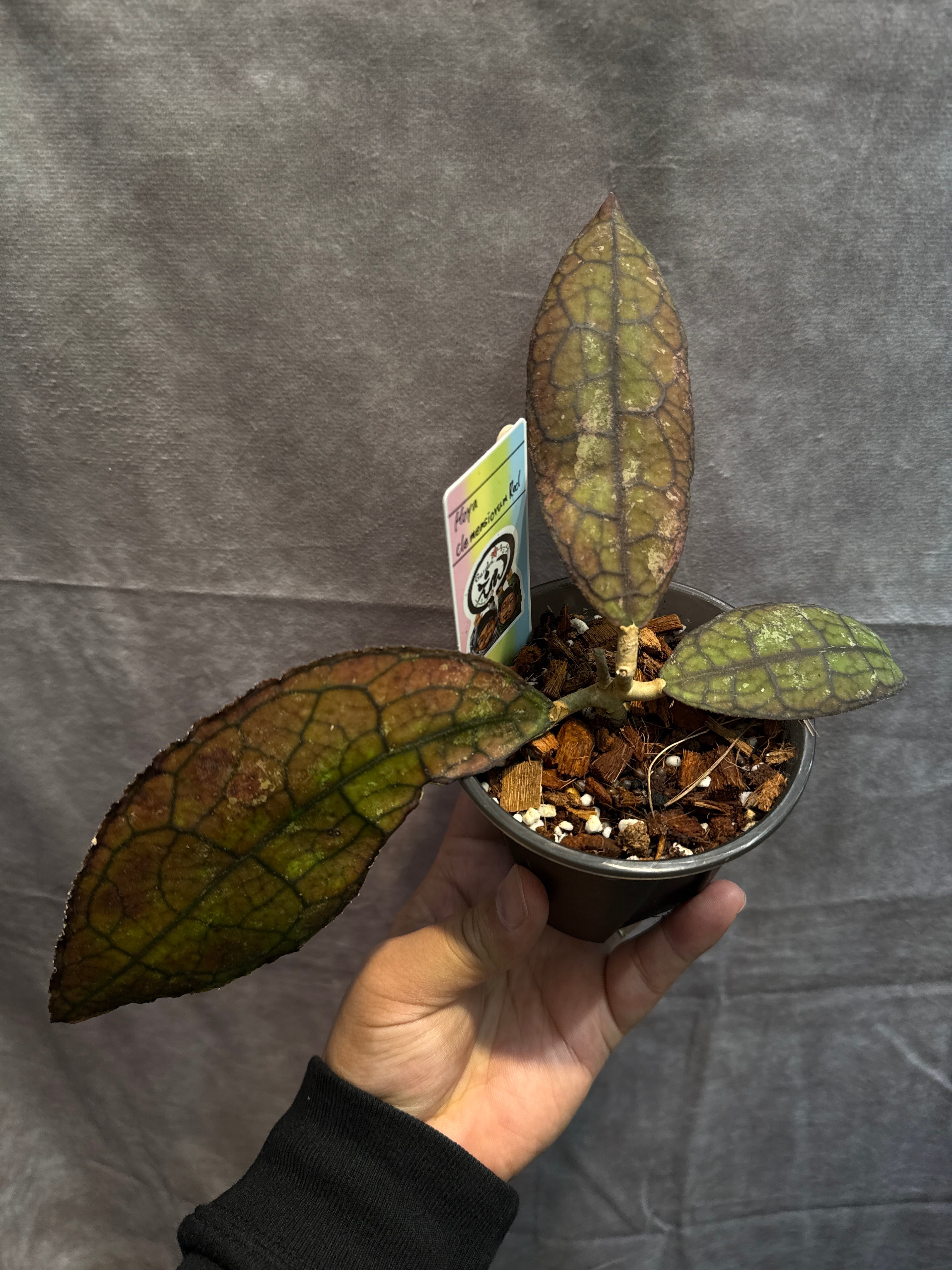 ③ ホヤ マチルダ斑入り | Gardenえん 【観葉熱帯植物】