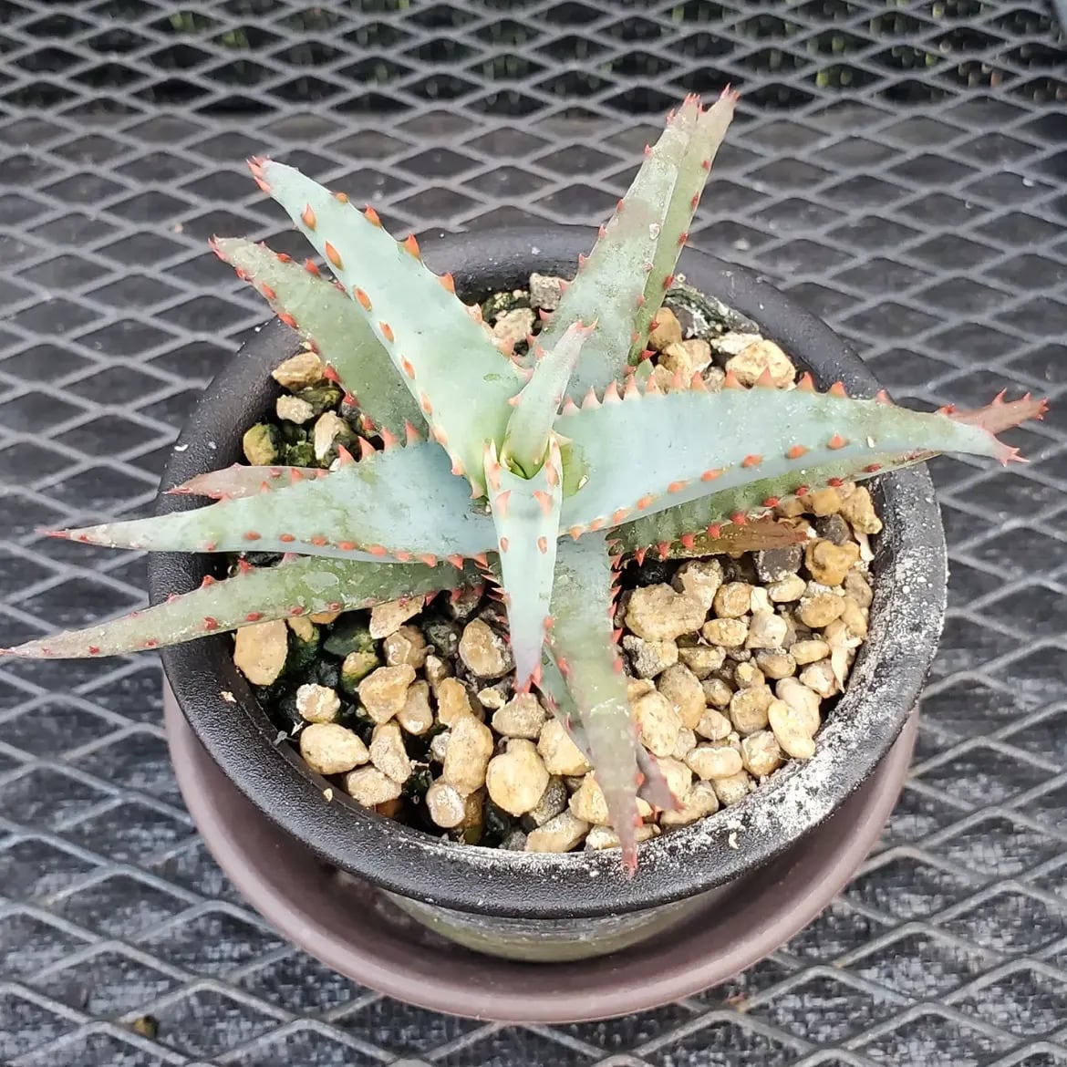 Aloe（アロエ） | レアプランツ通販サイトPlants Maniax（プランツ