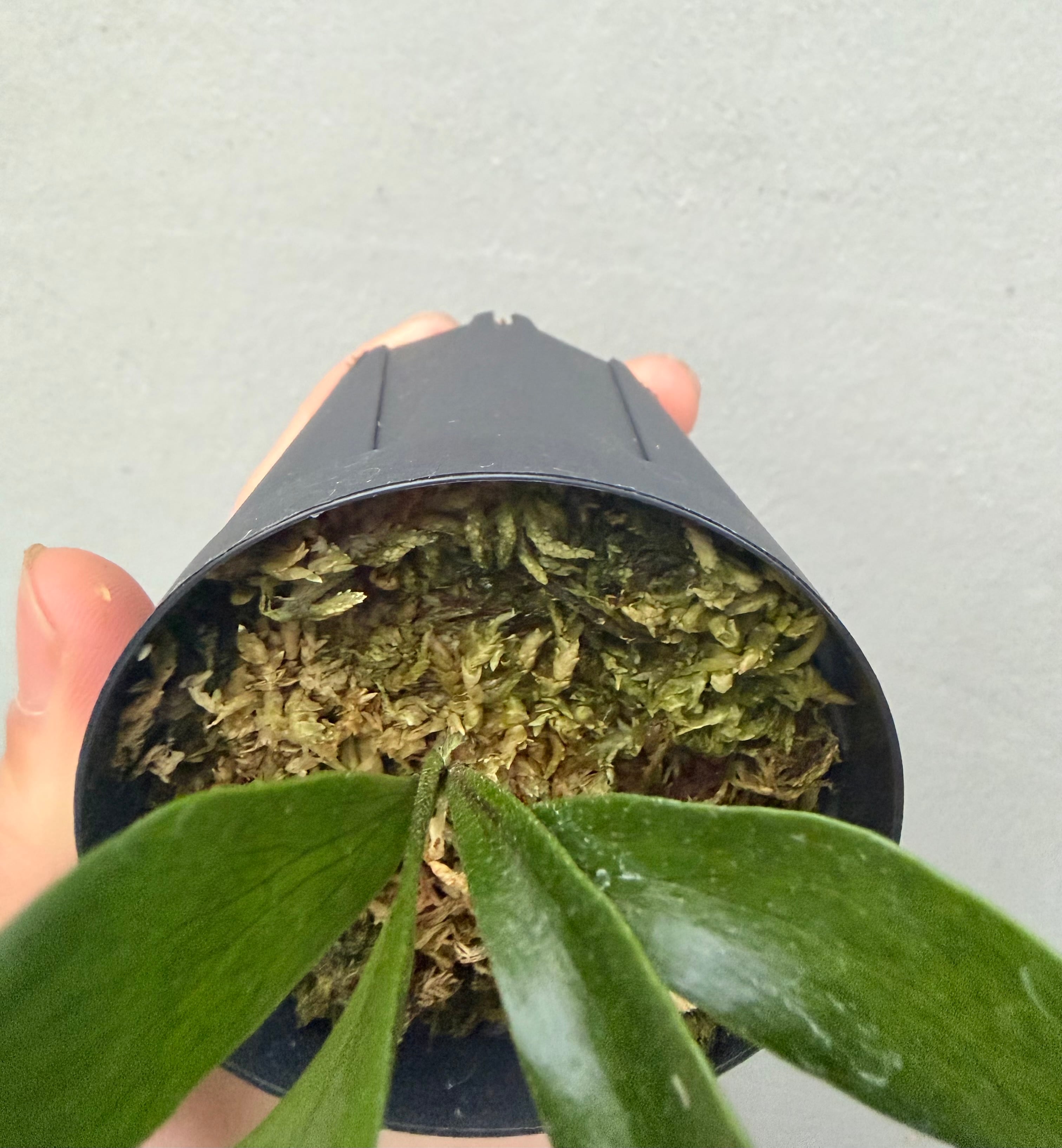 c) P. hillii 'Rod Pattison' (RP) spore grown ② ビカクシダ ヒリー