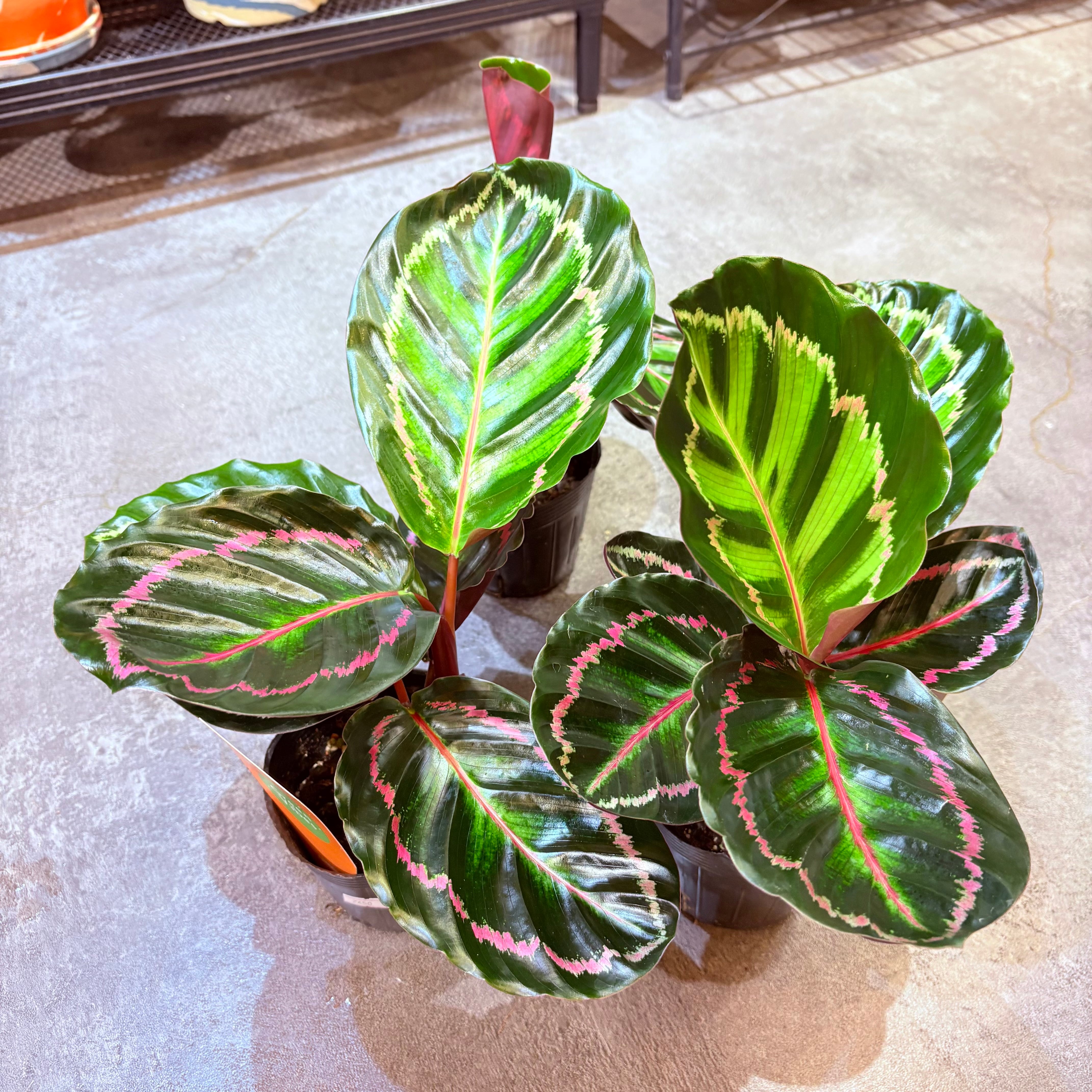 カラテア ロゼオピクタ 3.5号 | Green Vibes 宇都宮市の観葉植物専門店