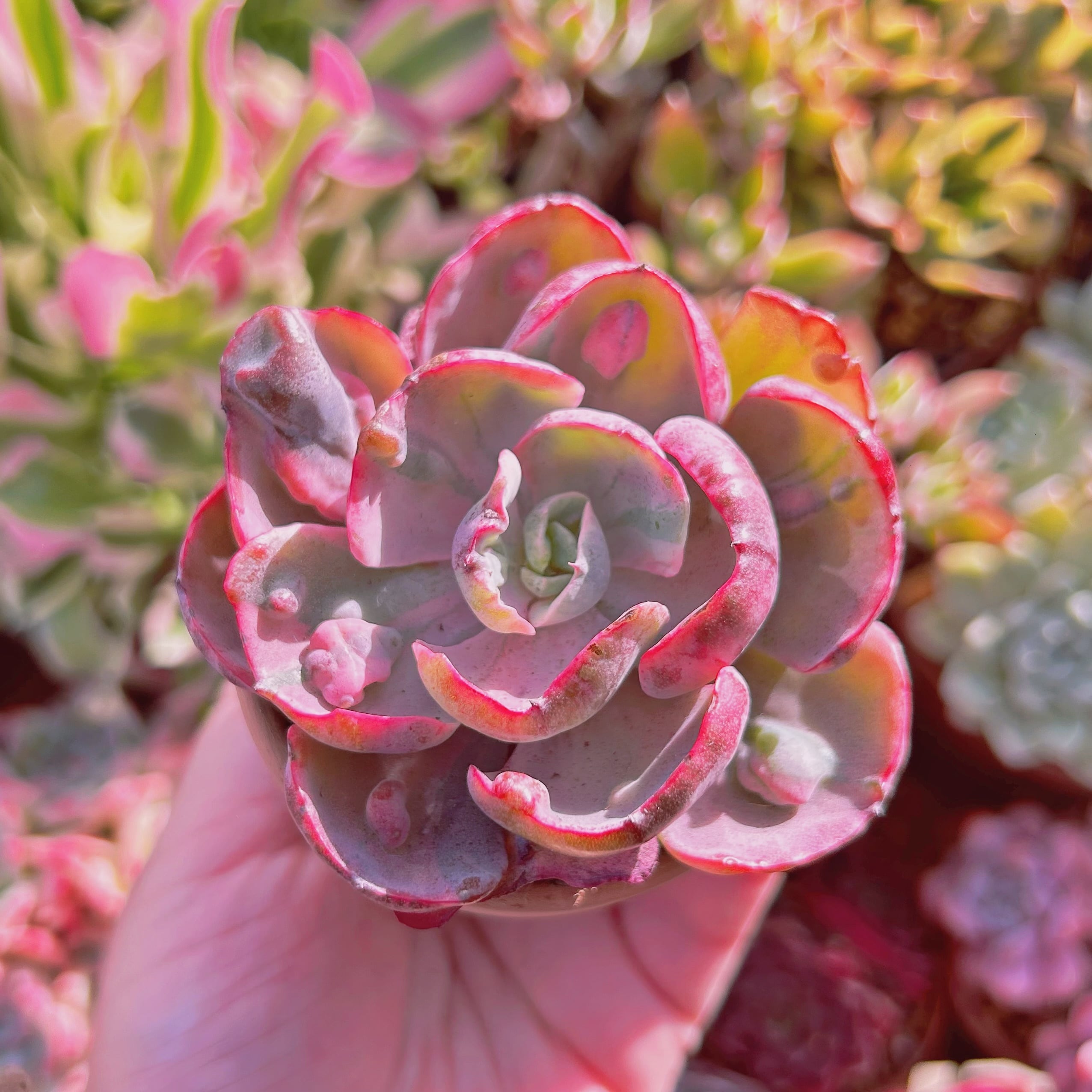 多肉植物　Echeveria  ビヨンセ錦　