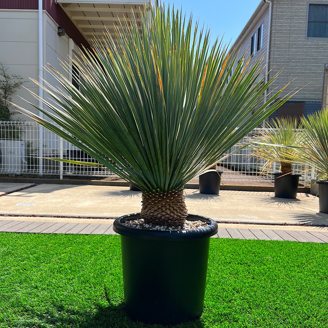 ユッカロストラータ 画像1