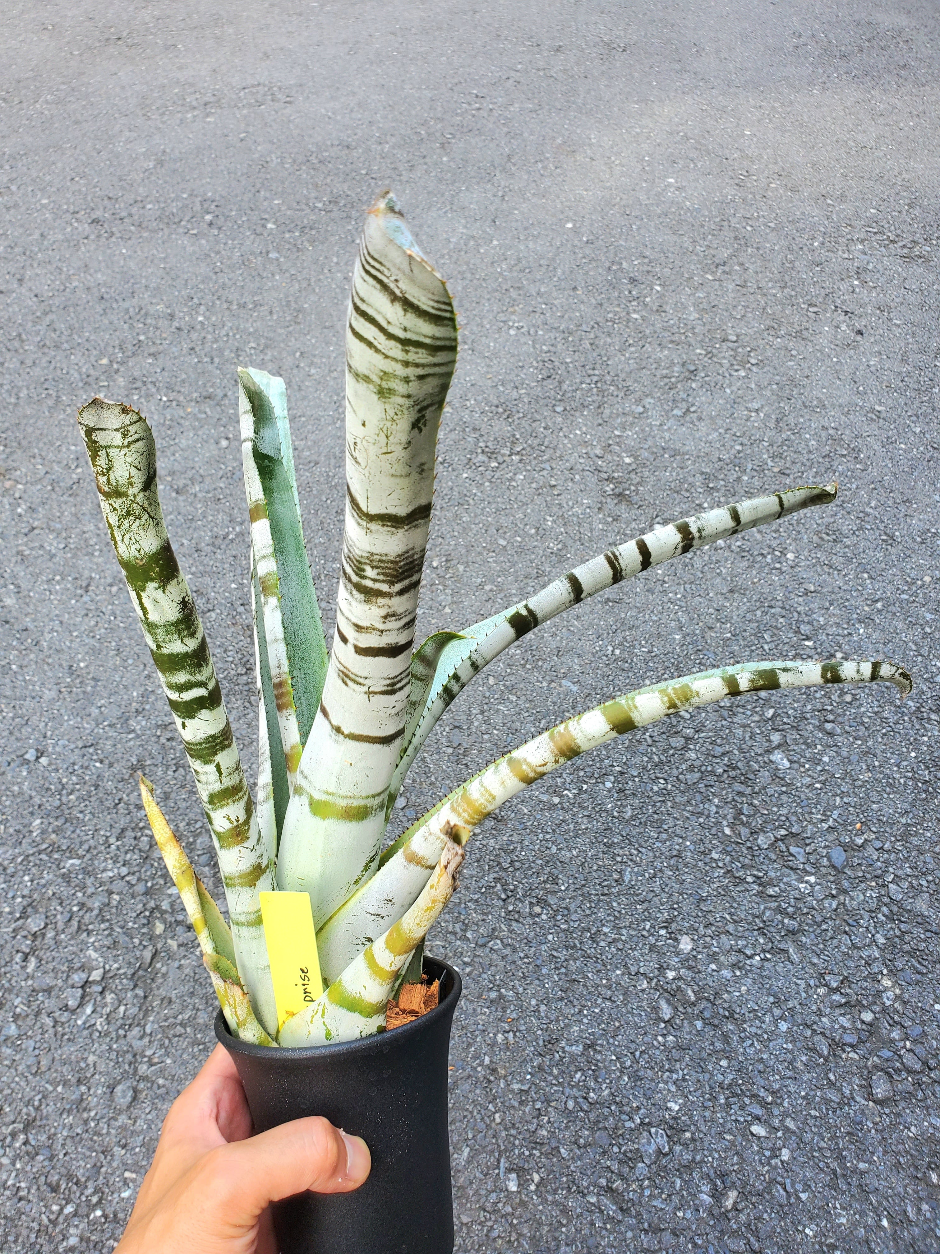 Aechmea Zebrina Surprise【artPLANTs】エクメア/タンクブロメリア