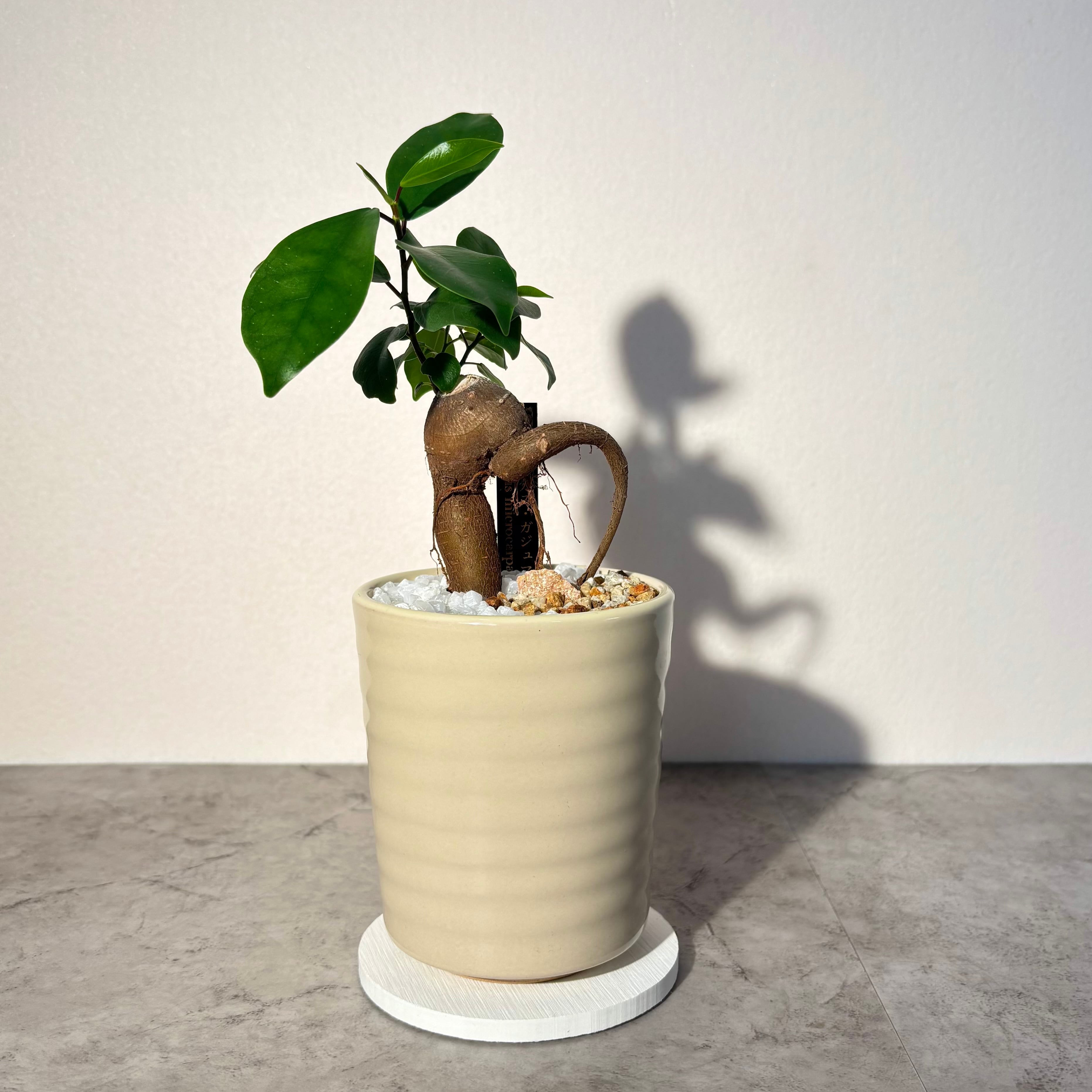 多肉植物 センペルビウム モアハニーブルーホリズン | PAY ID
